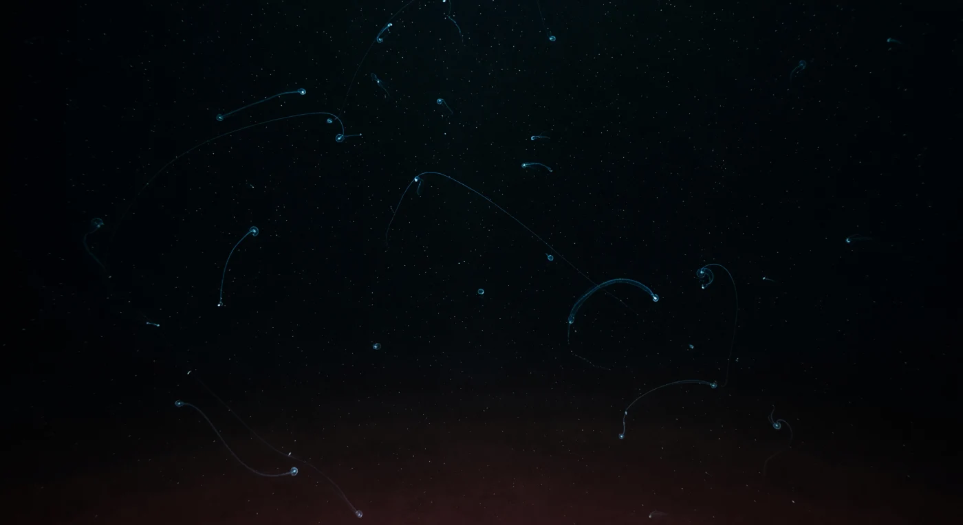 En la columna de agua que se cierne sobre la Sirena Deep, segunda depresión más profunda conocida de la Fosa de las Marianas, la presión supera los mil atmósferas y aplasta cualquier noción de superficie o cielo: aquí, a más de diez mil metros bajo el Pacífico occidental, el agua es fría, densa y absolutamente oscura salvo por la luz que los propios organismos generan. Filamentos azules y cian de bioluminiscencia trazan arcos lentos y se desenrollan entre la nieve marina —partículas orgánicas que descienden desde la zona fótica, a kilómetros de distancia vertical— iluminando por un instante los contornos de medusas casi transparentes, las filas de peines iridiscentes de ctenóforos y los hilos frágiles de sifonóforos que derivan sin rumbo fijo en la vastedad negra. Estos organismos gelatinosos no producen calor ni sonido perceptible; sus destellos son señales químicas, respuestas al estrés mecánico del agua desplazada, o señuelos que emergen y se apagan en milisegundos dentro de una columna de agua que nunca ha conocido la luz solar directa. La nieve marina, suspendida en diferentes planos de la imagen, confiere escala al abismo vertical y recuerda que incluso aquí, en uno de los ambientes más extremos del planeta, fluye materia desde el mundo vivo de las capas superiores, alimentando ecosistemas hadales que prosperan en la oscuridad y el silencio primordial de una Tierra que existió mucho antes de que hubiera ojos para verla.