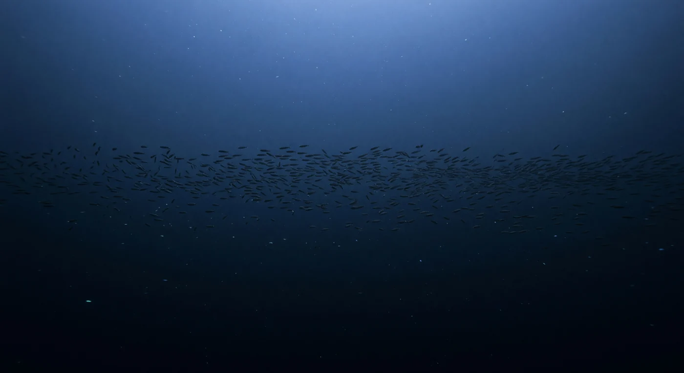 A circa 450–500 metri di profondità, la luce solare non è che un ricordo azzurrino che filtra dall'alto, sempre più fioco man mano che scende attraverso centinaia di metri di oceano aperto: una volta raggiunta questa quota, si riduce a un barlume ceruleo che tinge l'acqua sopra di un pallido cielo subacqueo, mentre sotto si spalanca il nero quasi totale degli abissi. In questo spazio sospeso tra luce e oscurità, migliaia di Cyclothone — i pesci bocca-setola, tra i vertebrati più abbondanti del pianeta — formano uno strato orizzontale denso e vibrante, un velo vivente che attraversa la colonna d'acqua come un orizzonte biologico: corpi sottilissimi, teste sproporzionate, occhi minuscoli e riflettenti, ciascuno un ago nell'oscurità, ma insieme una struttura collettiva che funziona da schermo visivo e barriera ecologica. La pressione idrostatica supera qui i 50 atmosfere, e l'acqua è silenziosa, immobile nella sua vastità, attraversata solo da sottilissimi fiocchi di neve marina — frammenti di materia organica che scendono lentamente verso il fondo — e da rarissimi bagliori blu-verdi di bioluminescenza che punteggiano il buio più profondo come stelle lontanissime. Questa fascia di dispersione è un fenomeno oceanografico fondamentale: di giorno i pesci si concentrano in profondità per sfuggire ai predatori visivi, di notte migrano verso la superficie per nutrirsi, compiendo ogni ventiquattro ore una delle più grandi migrazioni verticali della biosfera, invisibile e incessante, in un mondo che non ha mai avuto bisogno di essere visto.