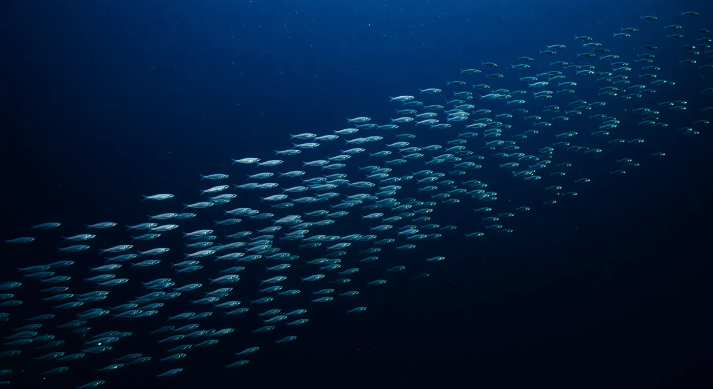 Tra i duecento e i mille metri di profondità, dove la luce solare si riduce a un pallido alone cobalto prima di cedere definitivamente al buio, un velo vastissimo di mictofidi — i pesci lanterna della famiglia Myctophidae — risale in diagonale attraverso la colonna d'acqua, compiendo la migrazione verticale diel più grande della biosfera. Ogni individuo, lungo pochi centimetri, porta sui fianchi e sul ventre file precise di fotofori che emettono una luce blu-verde fredda e pulsante, prodotta da reazioni biochimiche a base di luciferina e luciferasi, trasformando la massa acquosa in una reticolo geometrico e vivo di punti luminosi. La pressione supera qui le venti atmosfere, la temperatura scende bruscamente attraverso la termoclina permanente, e la neve marina — particelle di materia organica che precipitano lentamente verso il fondo — deriva in ogni direzione nell'oscurità quasi assoluta, testimone silenziosa del flusso continuo di carbonio dagli strati superficiali verso gli abissi. I mictofidi salgono di notte verso acque più ricche di zooplancton, poi ridiscendono all'alba per sottrarsi ai predatori visivi, consumando ossigeno in profondità e rilasciando carbonio lontano dalla superficie in un processo che regola il clima planetario su scale temporali geologiche. Questo sipario di creature luminescenti esiste da ere prima che qualsiasi occhio umano potesse concepirlo, pulsando nell'oscurità con la logica precisa e indifferente della vita oceanica più profonda.