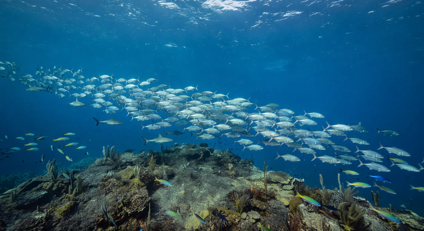 L'AUV sospeso appena sopra la cresta vulcanica cattura uno spettacolo di rara intensità: una densa colonna vivente di carango occhio-di-cavallo — *Caranx latus* — avanza in perfetta sincronia attraverso la corrente cobalto, migliaia di fianchi argentei che lampeggiano alla luce solare di mezzogiorno come un'unica superficie specchiante in movimento. Alla profondità di 35 metri, ci troviamo ancora pienamente nella zona eufotica, dove l'irradianza solare rimane sufficiente a sostenere la fotosintesi e a mantenere quella trasparenza cristallina che dilata la visibilità fino all'orizzonte blu; la pressione supera già i 4,5 atmosfere, ma è la corrente stessa — fredda, carica di nutrienti risaliti lungo i fianchi del monte sottomarino mediante upwelling orografico — a spiegare questa esplosione di biomassa pelagica. Squali seta (*Carcharhinus falciformis*) pattugliano il margine della nube ittica con economia di movimenti precisa e quasi geometrica, sfruttando la stessa termoclina superficiale che orienta i corridori arcobaleno (*Elagatis bipinnulata*) in traiettorie oblique di verde e oro. Sotto la pinna dell'AUV, il basalto scuro della sommità è inciso dalla corrente: coralli incrostanti e gorgonie basse si aggrappano alla roccia esposta, testimoni silenziosi del fatto che questo pinnacolo sottomarino funziona da aggregatore ecologico, un punto di convergenza tra il deserto blu del mare aperto e la produttività concentrata che la topografia del fondale è capace di generare.