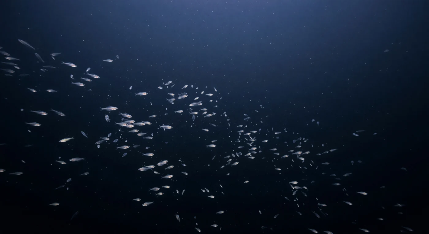 Às 520 metros de profundidade, o único mundo visível é aquele que os faróis do submersível criam: um cone estreito de luz branco-azulada que se abre para a coluna de água antes de ser devorado pelo vazio cobalt quase absoluto que o envolve. Nesse feixe, densas nuvens de krill atravessam o campo de visão em torrentes oblíquas, como uma nevasca viva — cada corpo semi-transparente reluz por um instante em marfim pálido e bege-rosado onde a luz os toca, antes de se dissolverem de volta na escuridão, os seus minúsculos olhos negros faiscando como pontos de grafite. Entre eles, ctenóforos solitários pulsam à deriva como vírgulas de vidro soprado, quase invisíveis até que o feixe apanha os seus lobos translúcidos e ilumina a estrutura interna delicada, enquanto pontos de bioluminescência azul-esverdeada piscam na penumbra mais distante, onde a pressão supera 52 atmosferas e qualquer vesígio de luz solar há muito desapareceu. Esta camada biológica densa — responsável pelo "fundo falso" que desconcertou os sonares militares no século passado — integra uma das maiores migrações diárias do planeta, com krill, mictófidos e sifonóforos a ascenderem centenas de metros ao anoitecer em busca de alimento antes de regressarem às trevas protetoras do dia. O neve marinha que cintila junto aos faróis e desaparece na distância sublinha a imensidão silenciosa que rodeia este pequeno globo de luz: para além dele, não há fundo, não há superfície, apenas uma coluna de água viva e invisível que se estende em todas as direções.