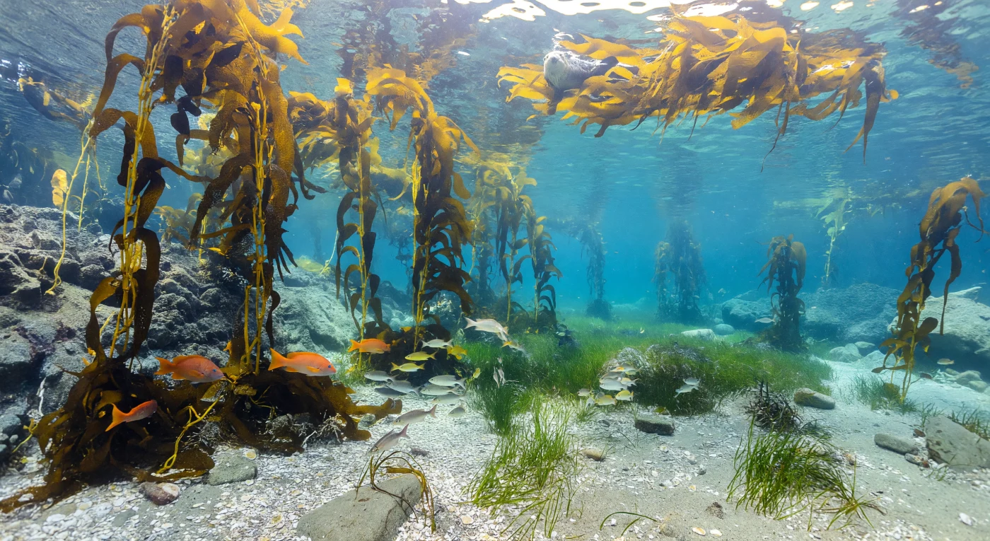 Na faixa rasa e iluminada de uma enseada abrigada da costa californiana, entre seis e vinte metros de profundidade, a Macrocystis pyrifera ergue seus longos estipes a partir de holdfasts firmemente ancorados em recifes rochosos, formando uma catedral líquida de bronze e ouro cujos frondosos pneumatocistos flutuam em direção ao dossel de superfície. A luz solar penetra diretamente pela superfície ondulante e se desdobra em padrões cáusticos vivos sobre o hash de conchas, os seixos e as lâminas de eelgrass — Zostera marina — que tapetam o fundo arenoso na zona de transição entre o recife e a pradaria, onde a arquitetura vertical da floresta de algas cede lugar ao ritmo horizontal e suave das fitas de seagrass. Juvenis prateados de várias espécies pairam em grupos compactos sobre o mosaikco de sedimentos claros e fragmentos calcários, aproveitando a proteção estrutural da pradaria enquanto garibaldis alaranjados — Hypsypops rubicundus, endêmicos do Pacífico nordeste — marcam a fronteira entre os dois habitats com sua presença territorial e luminosa. Uma lontra-marinha, Enhydra lutris, flutua tranquilamente entre as frondes douradas da superfície, enrolada no dossel como se fosse parte intrínseca da arquitetura vegetal, ancorando-se instintivamente para não derivar — comportamento documentado e fundamental para a saúde do ecossistema, pois a pressão de pastejo das lontras sobre ouriços-do-mar regula a regeneração da própria floresta de kelp. Todo este mundo existe por conta própria, governado pelo ciclo da luz, pela temperatura da ressurgência e pela teia silenciosa de relações ecológicas que o sustentam há milênios, muito além de qualquer testemunha.