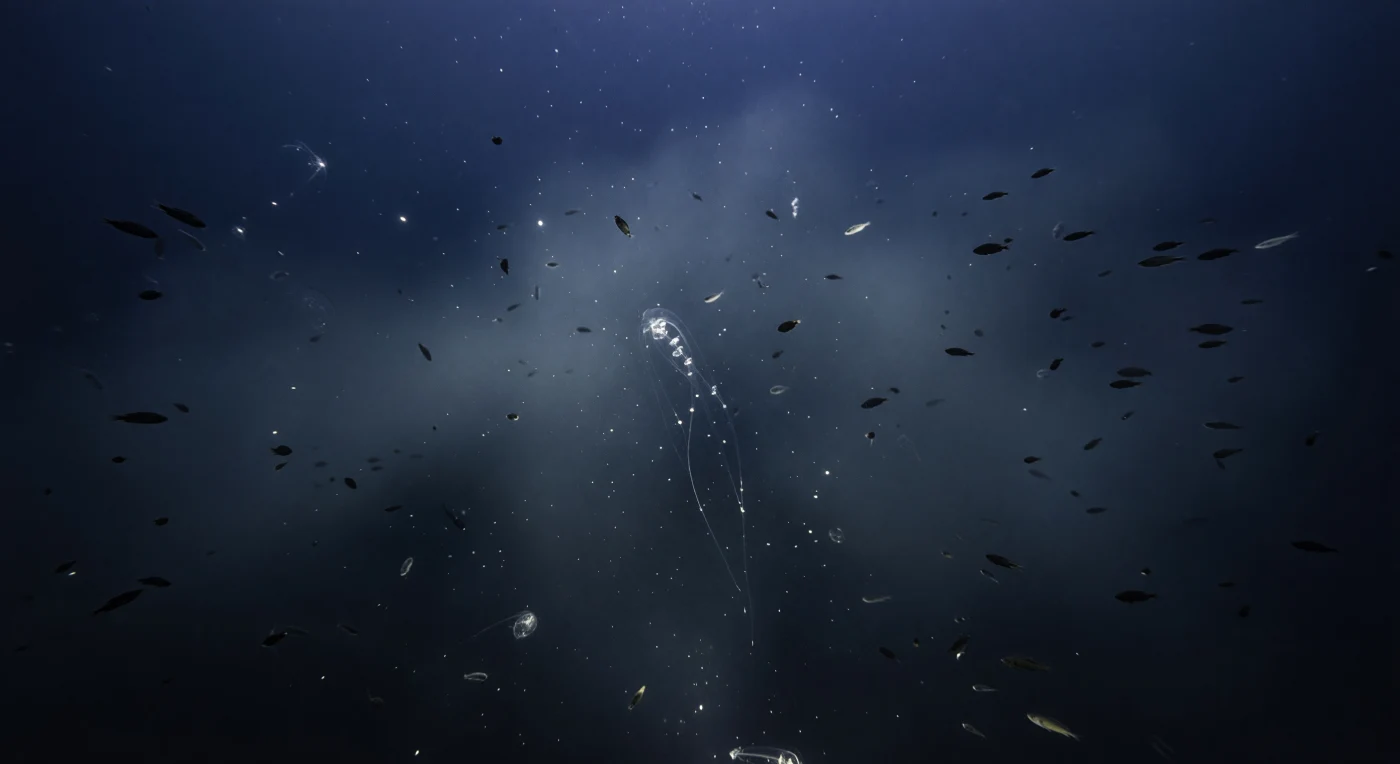 The ROV holds position at 430 meters, its thrusters barely whispering, as a siphonophore of extraordinary length drifts to within centimeters of the camera housing — a colonial organism so architecturally intricate it seems less like an animal and more like a sentence written in glass, each pneumatophore and nectophore barely catching the observation light before dissolving back into blue. At this depth, roughly 44 atmospheres press against every surface, sunlight has been reduced to a colorless whisper of downwelling photons that the human eye would register as near-total darkness, and yet the water column ahead is alive in a way that defies the silence: a volumetric haze of lanternfish, euphausiid krill, and gelatinous micronekton drifts slowly through the frame, their aggregate biomass so acoustically dense that early naval sonars mistook this living curtain for the seafloor itself. Individual myctophids flash silver for a fraction of a second where their mirror-like scales intersect the ROV's restrained cool-white beam, then vanish back into silhouette, while the siphonophore's trailing tentilla — each armed with nematocysts capable of paralyzing small prey — remain nearly invisible except as a trembling suggestion of filament against the fading blue. Marine snow particles, the continuous rain of organic detritus from the productive surface far above, drift through the near-field light like slow static, each fleck a reminder that this entire biological architecture is sustained by the thin thread of carbon falling from a sunlit world the animals here may visit only under cover of darkness.