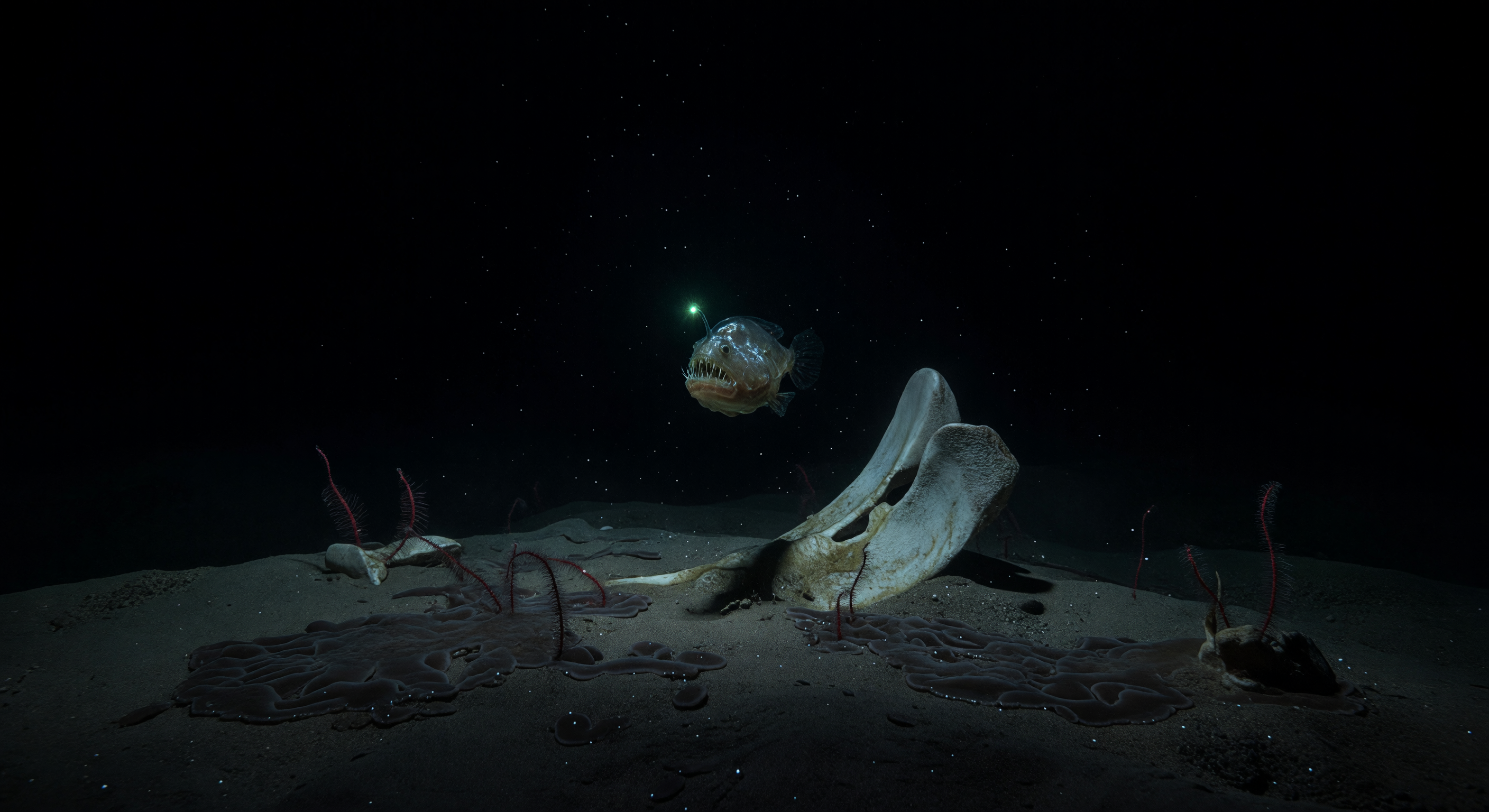 Angler Beside a Vertebra