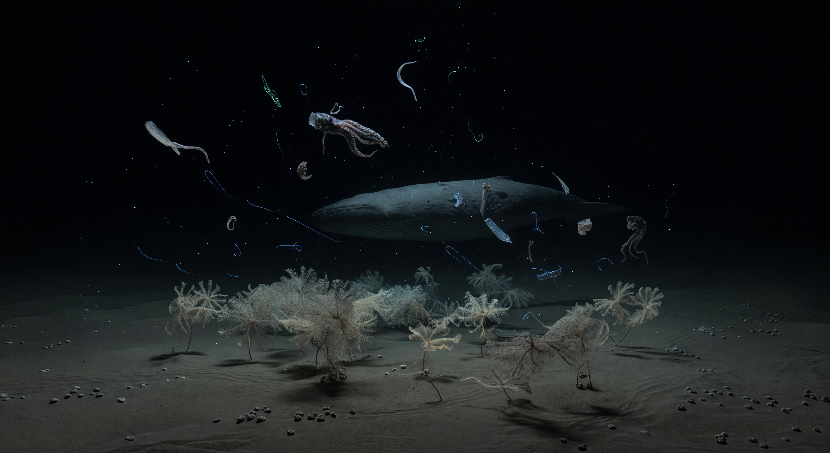 حقل الظلال القاعي