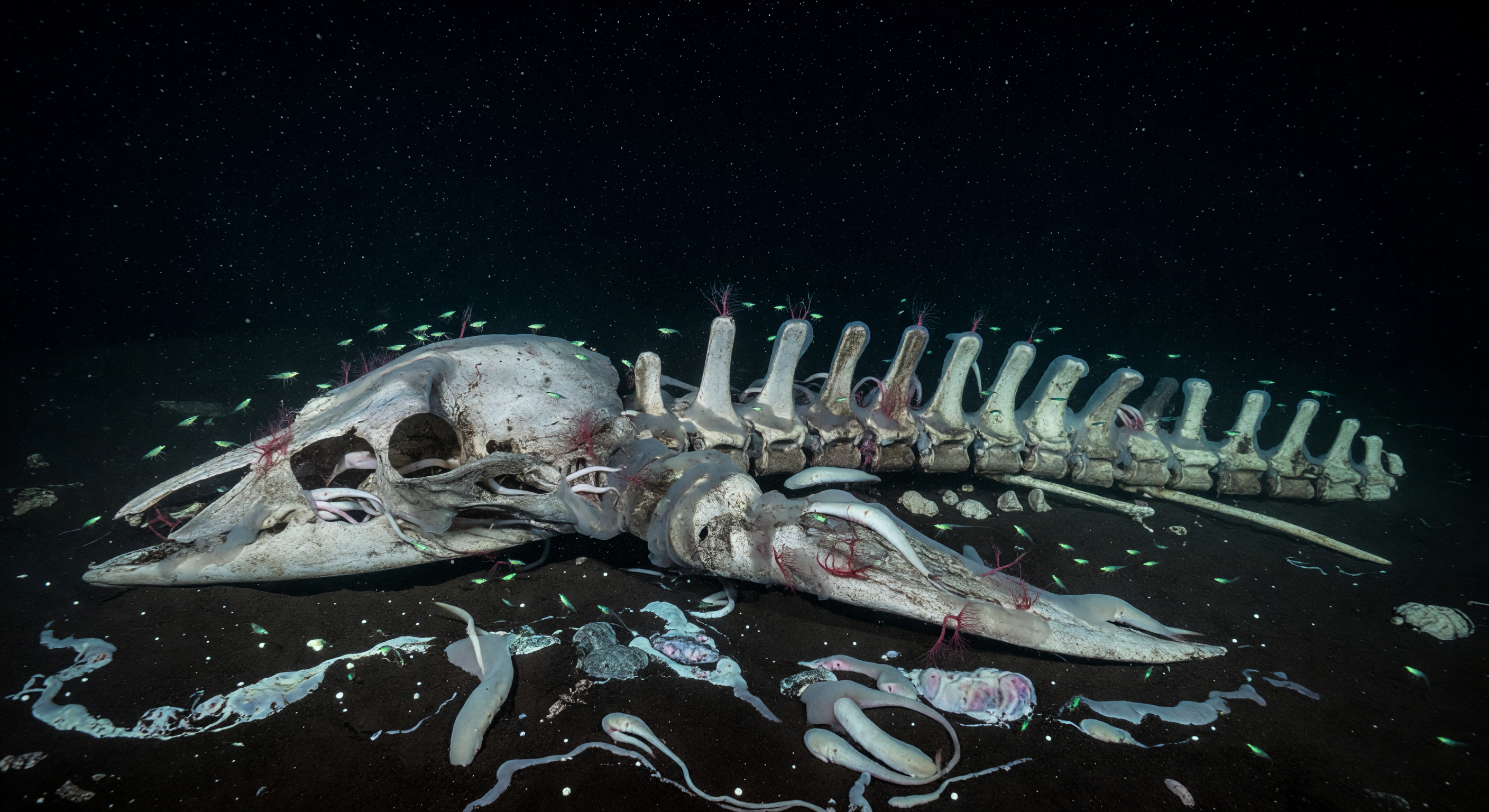 Bacterial Carpets of Bone