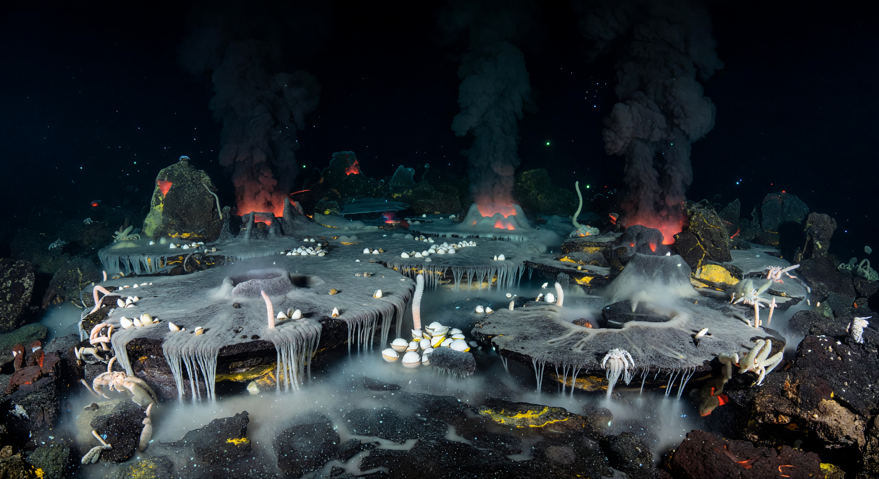 Bacterial Veil Terrace