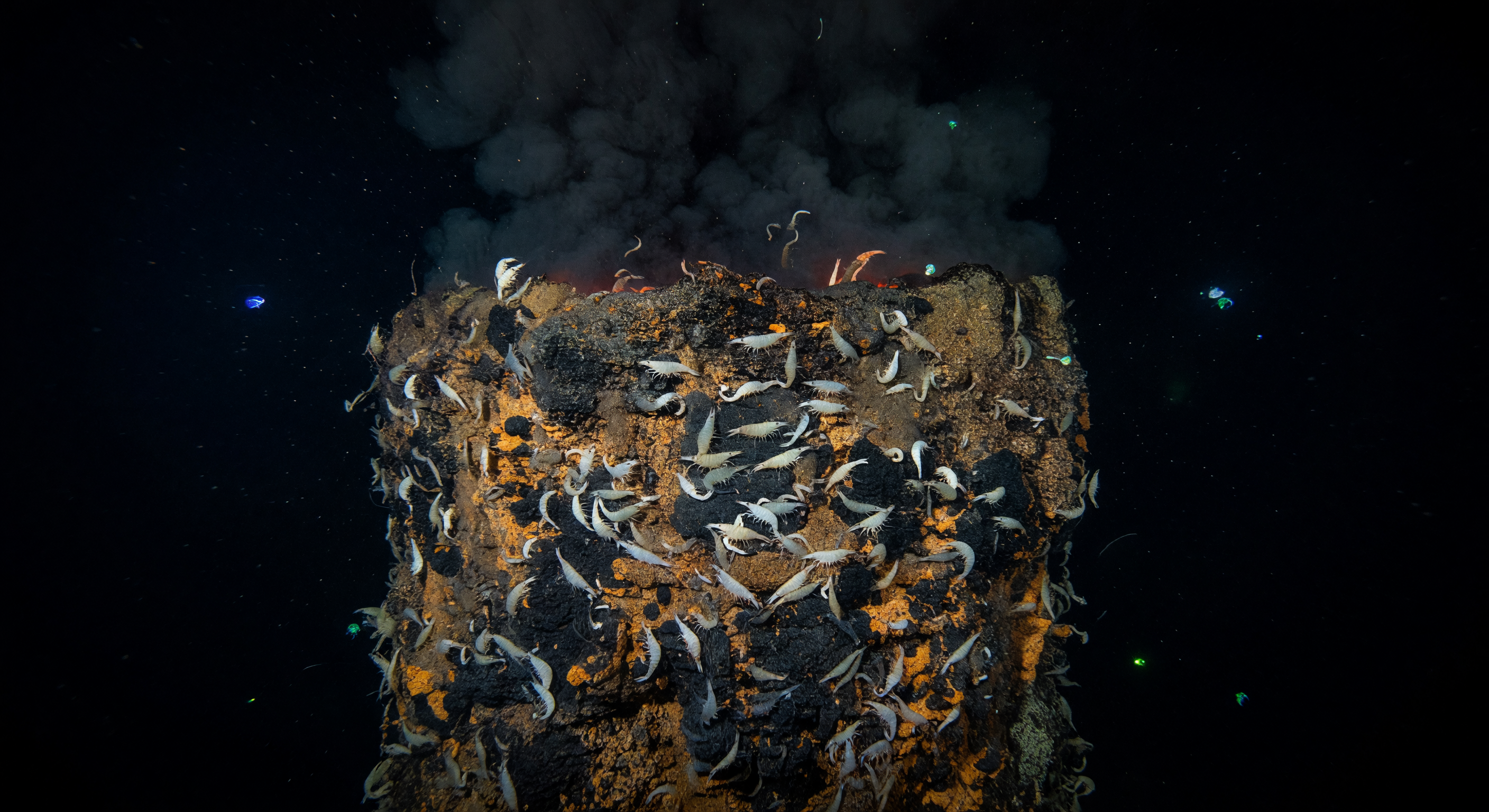 Blind Shrimp Chimney Face