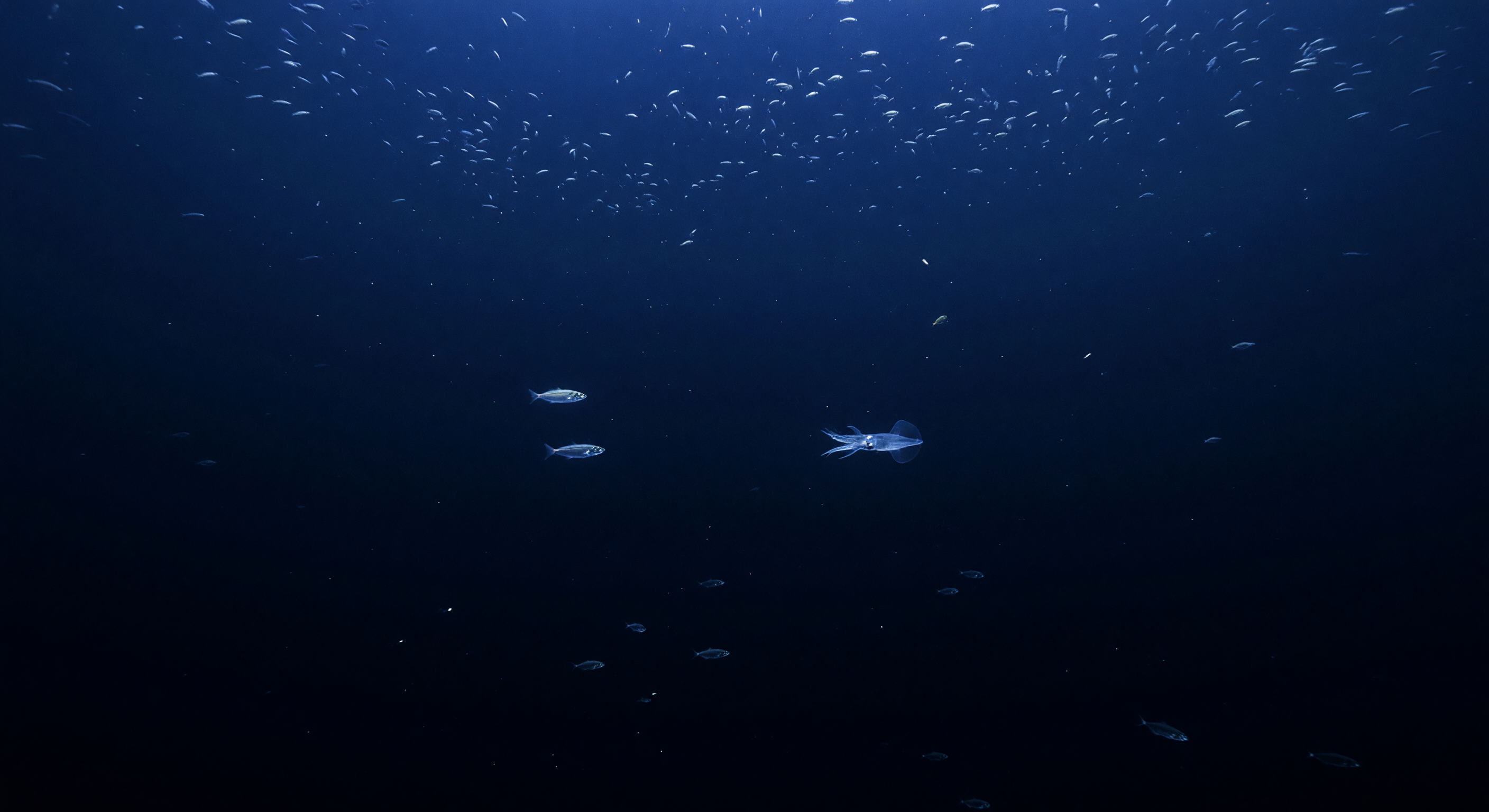 Blue Ceiling of Life