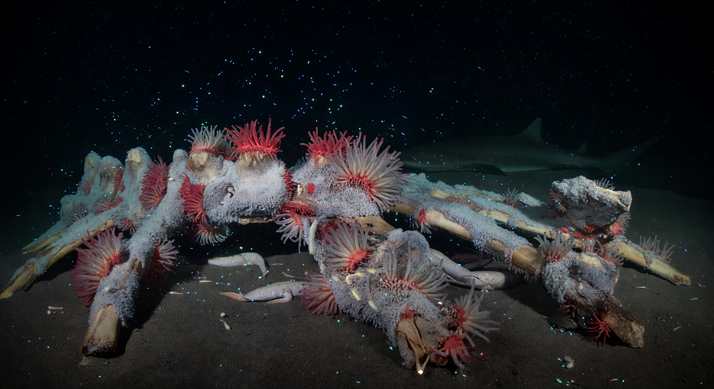 Boneworms in Sulfide Snow