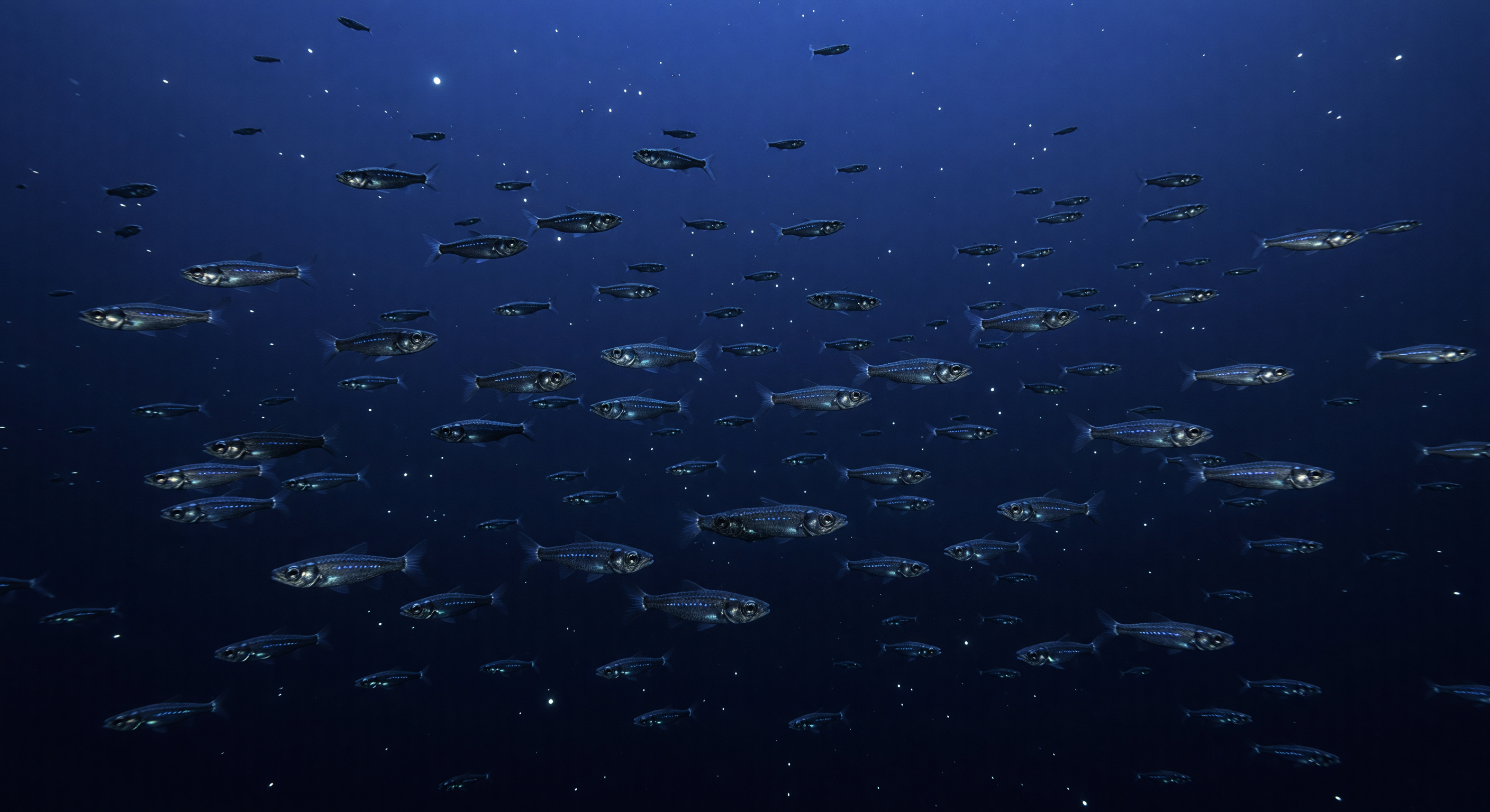 Bristlemouth Constellation Field