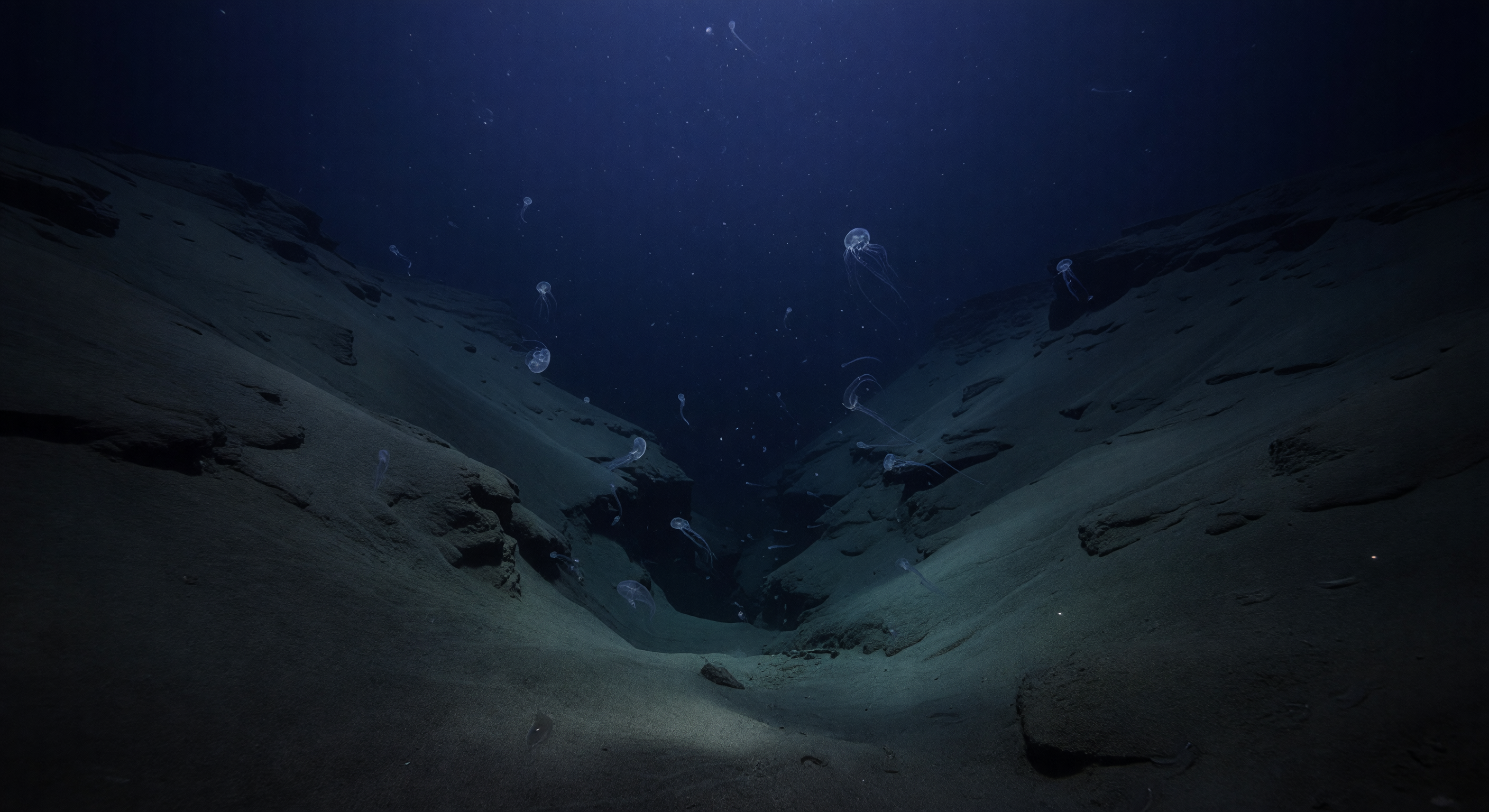 Canyon Ctenophore Corridor