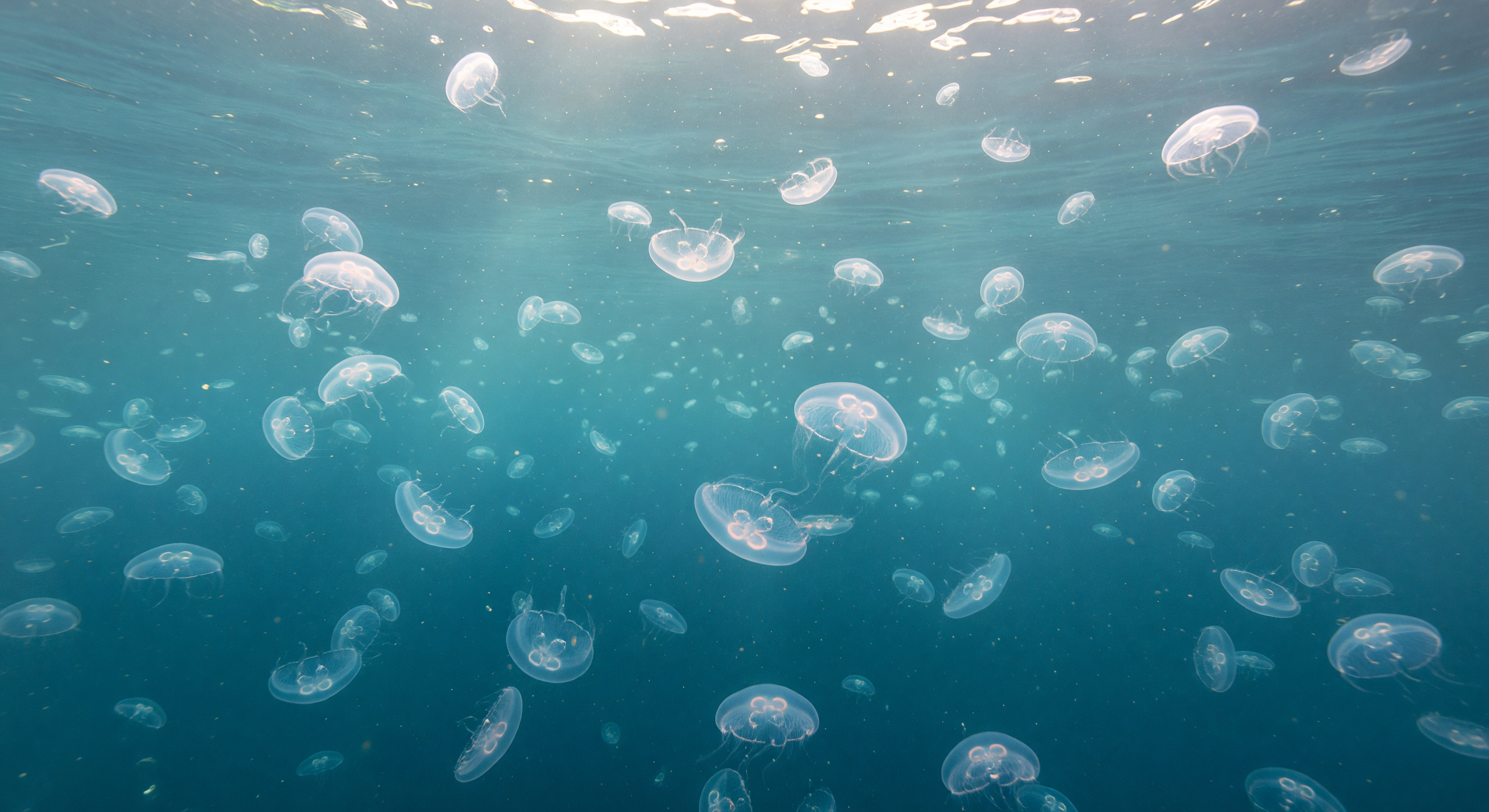 Ctenophore Bloom Glass