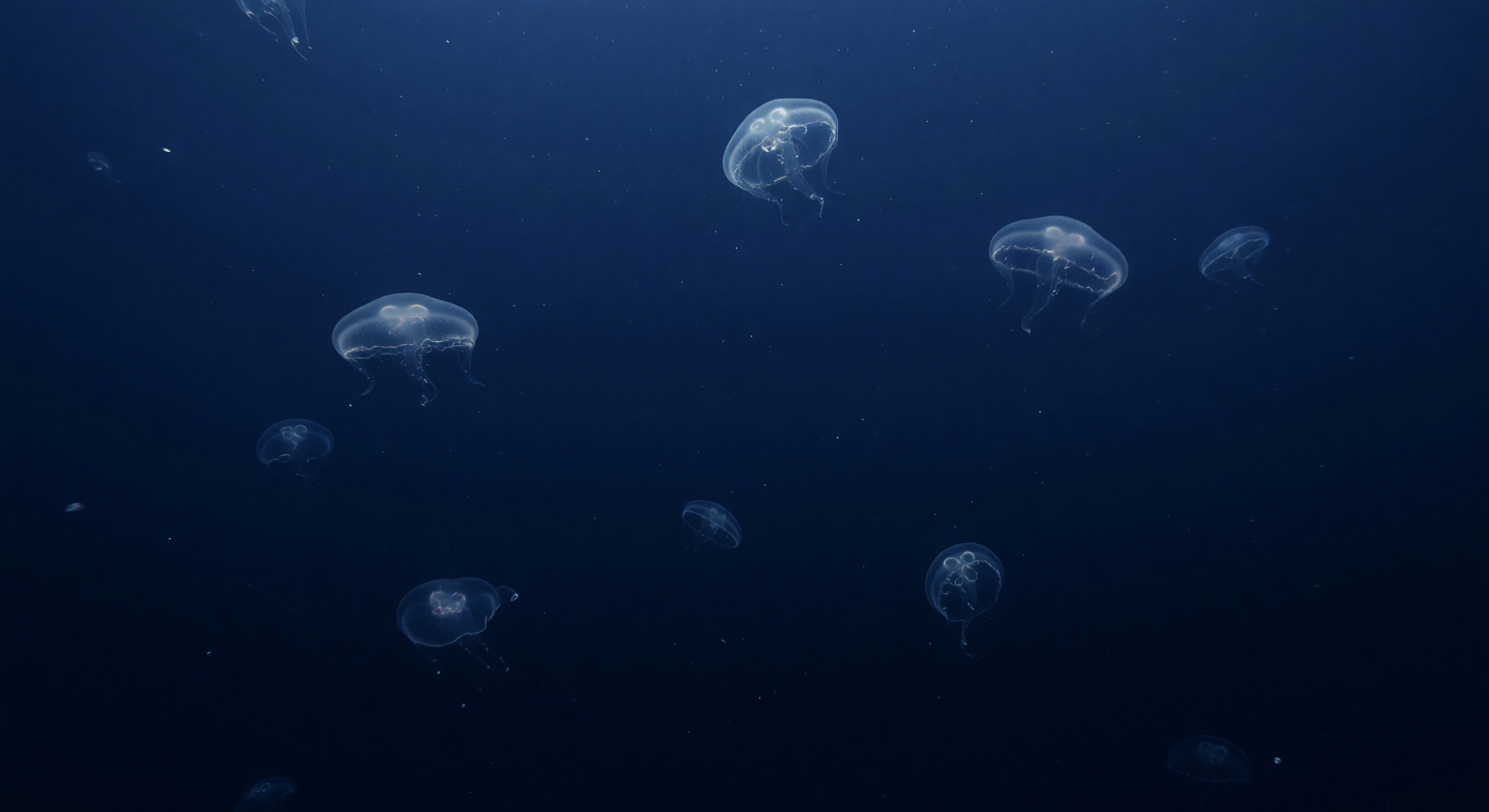 Ctenophore Constellation Drift