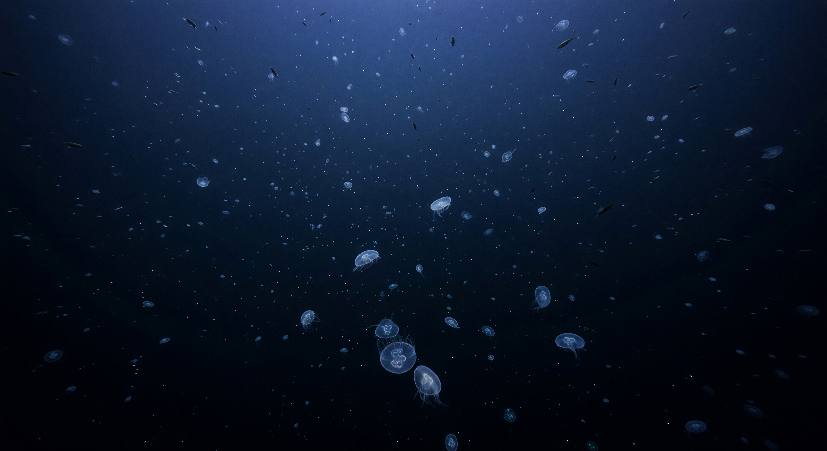 Ctenophore Snow Layer