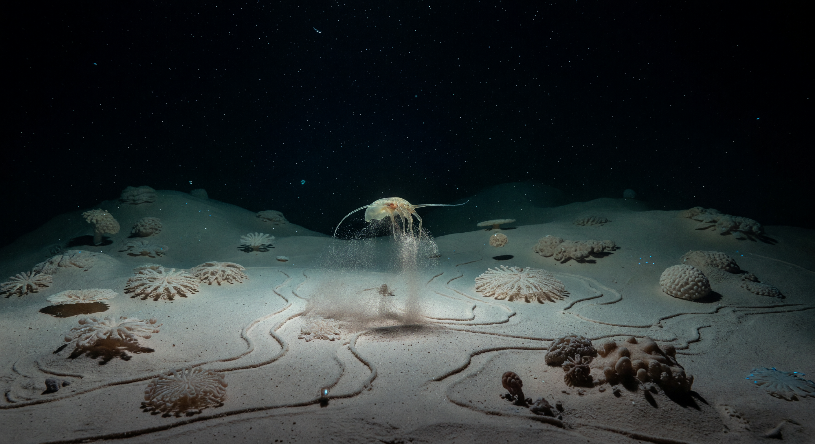 Amphipode über Spuren