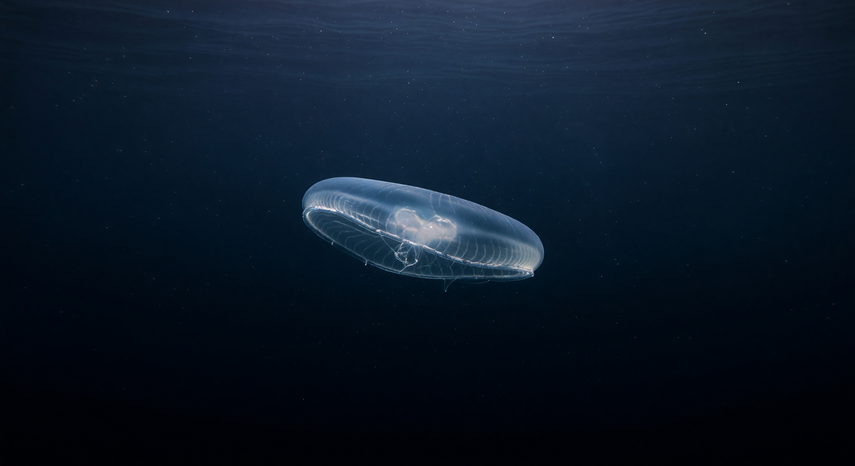 Bathocyroe unter blauem Dach