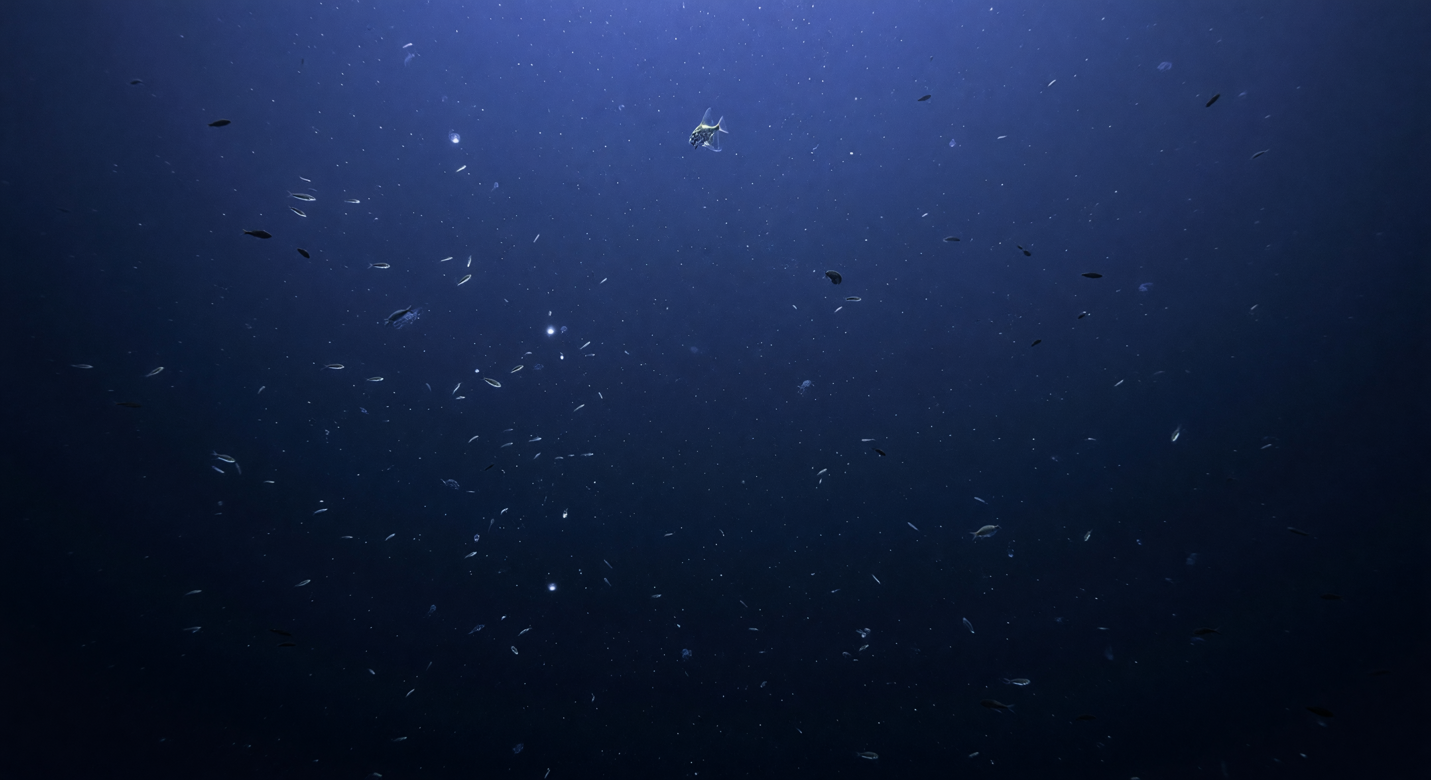 Beilbauchfisch über dem Dunst