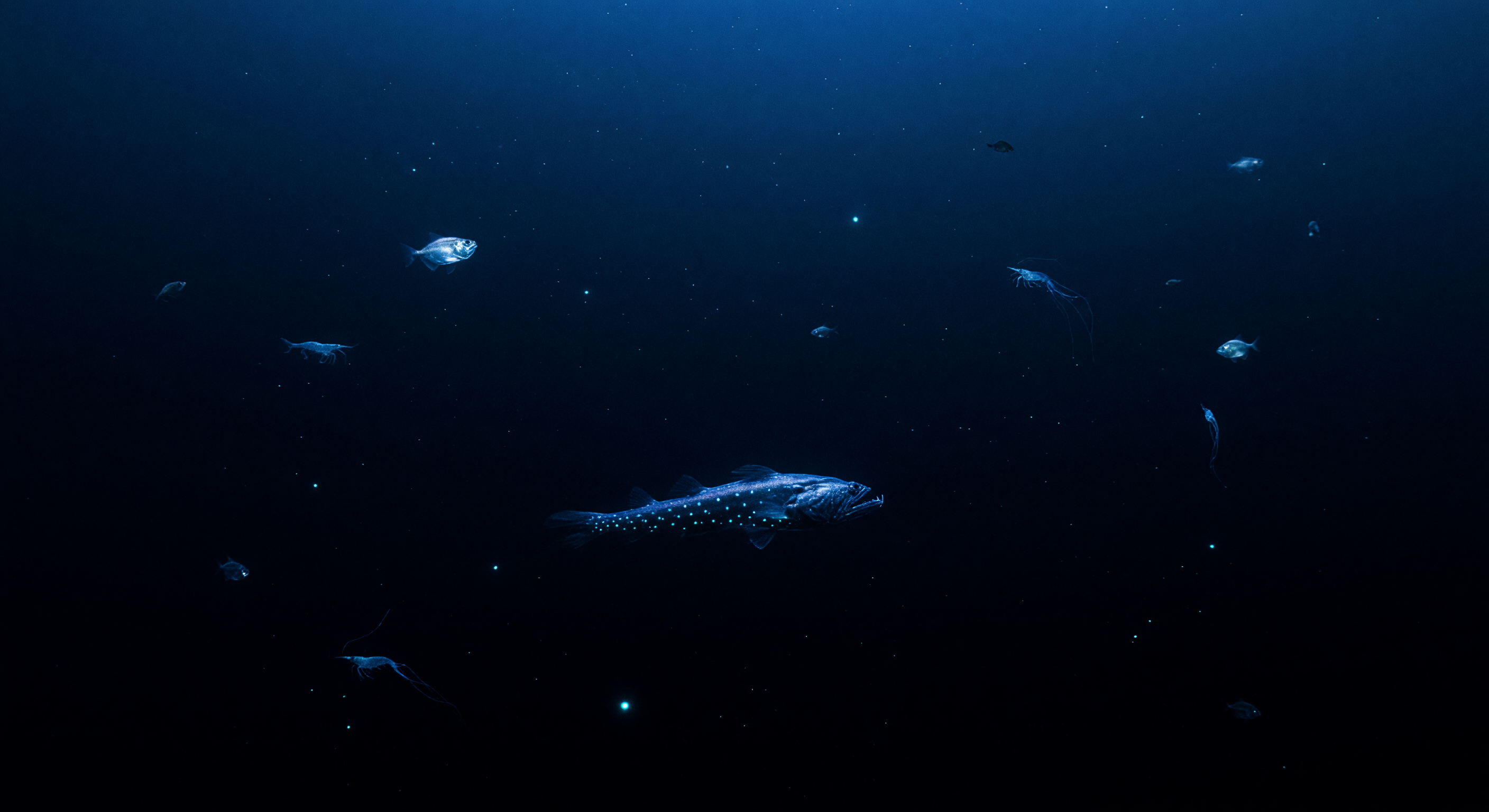 Mesopelagische Biolumineszenz