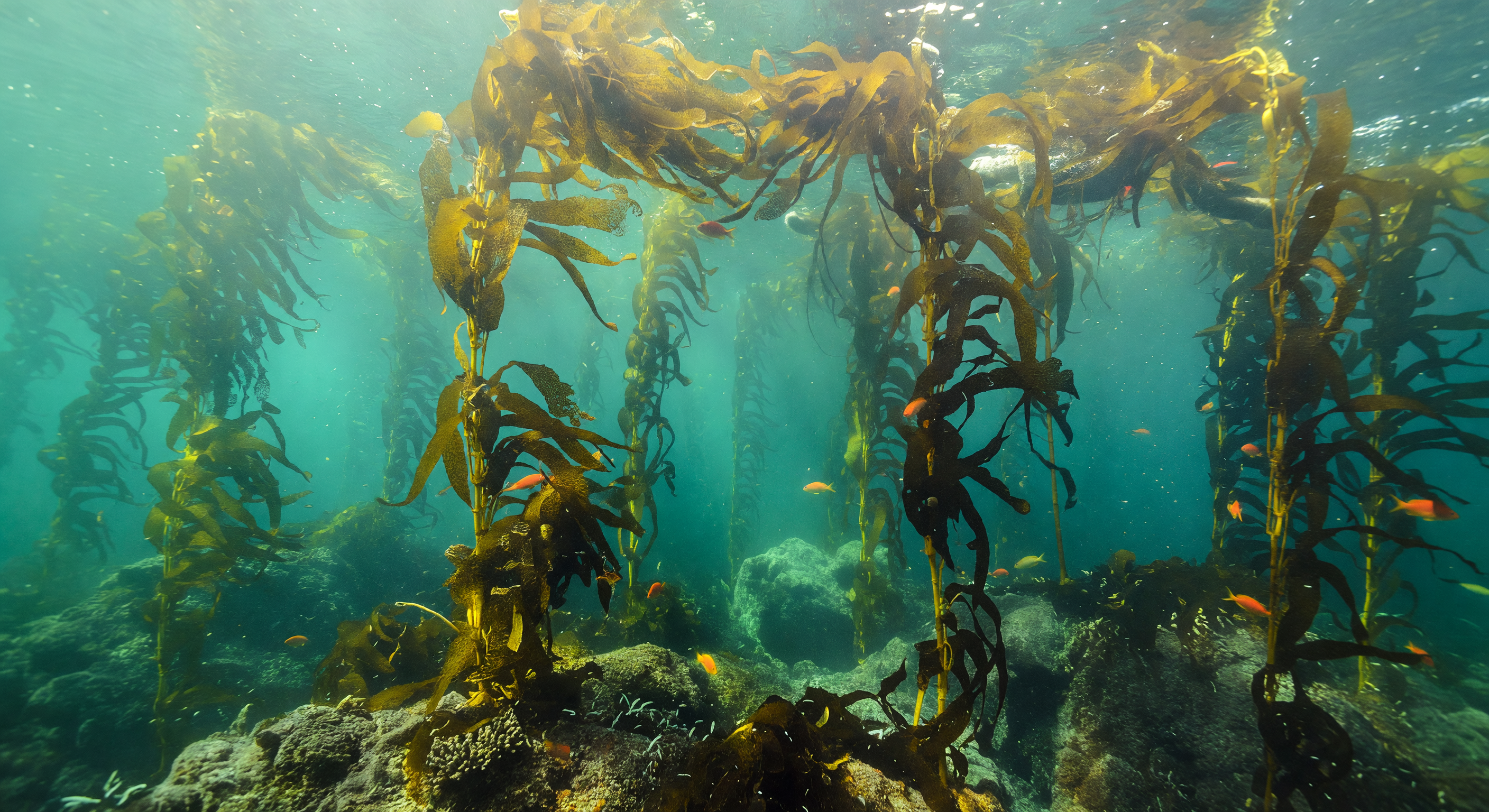 Planktonblüten Schleier