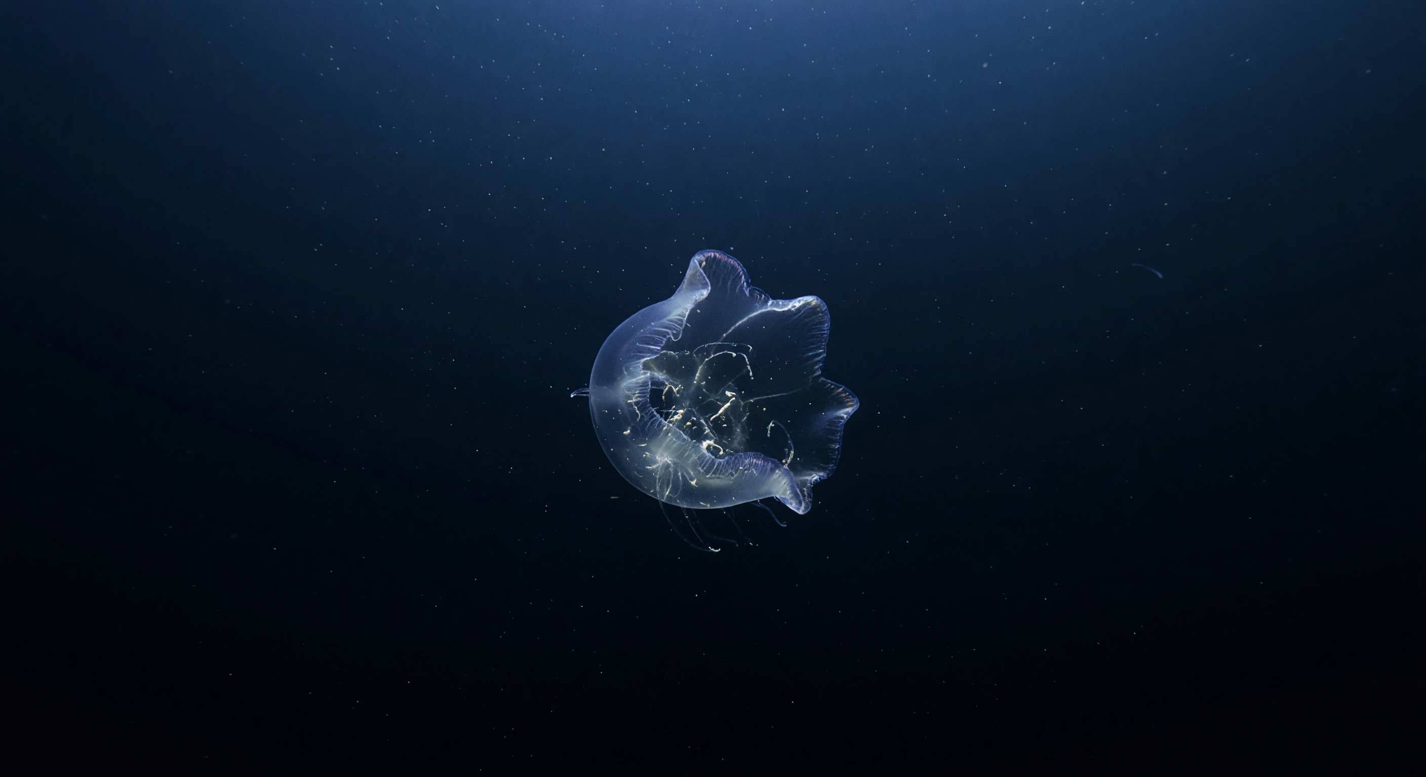 Thalassocalyce Fangkelch