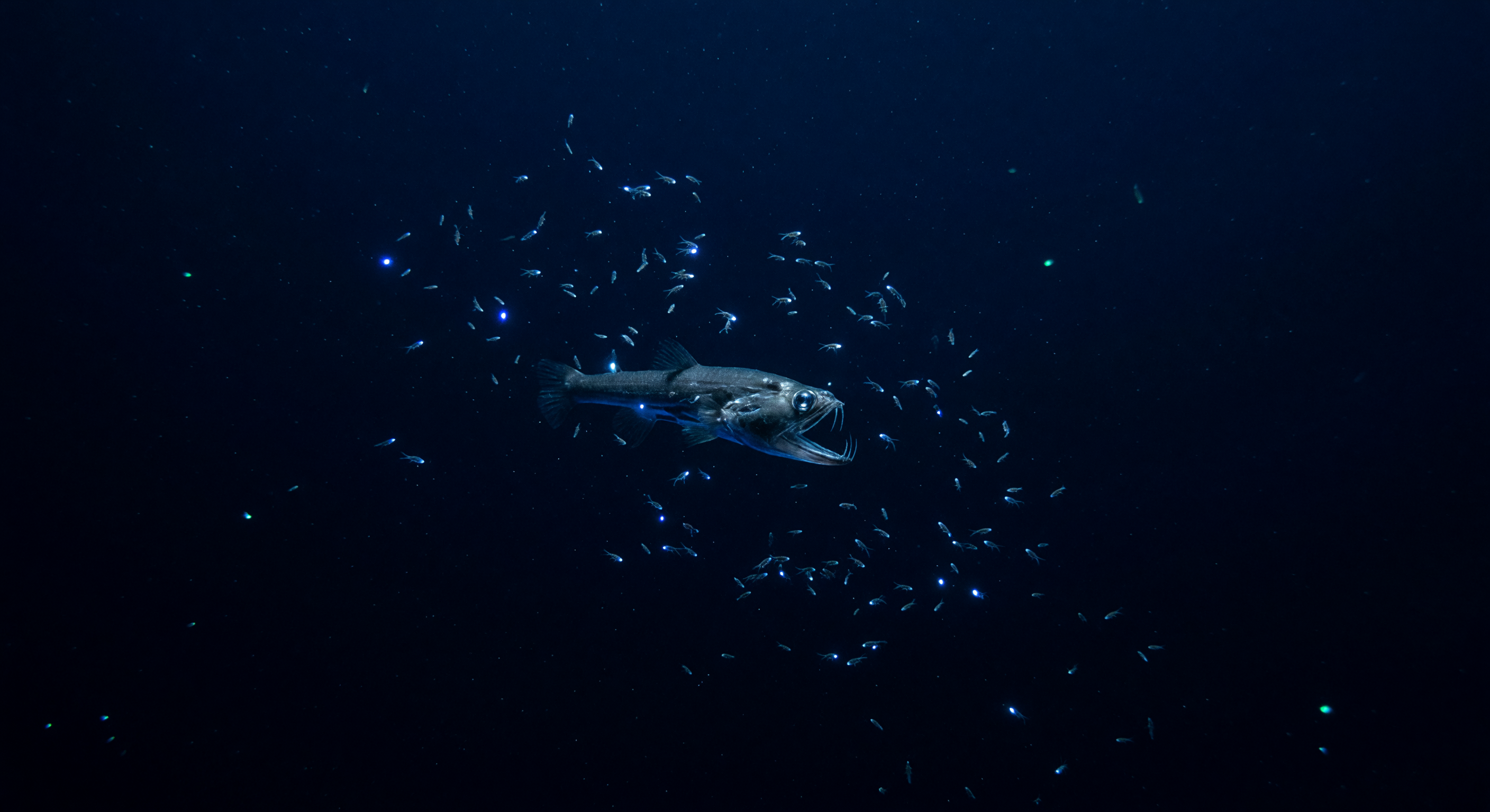 Vipernfisch Angriffskorridor