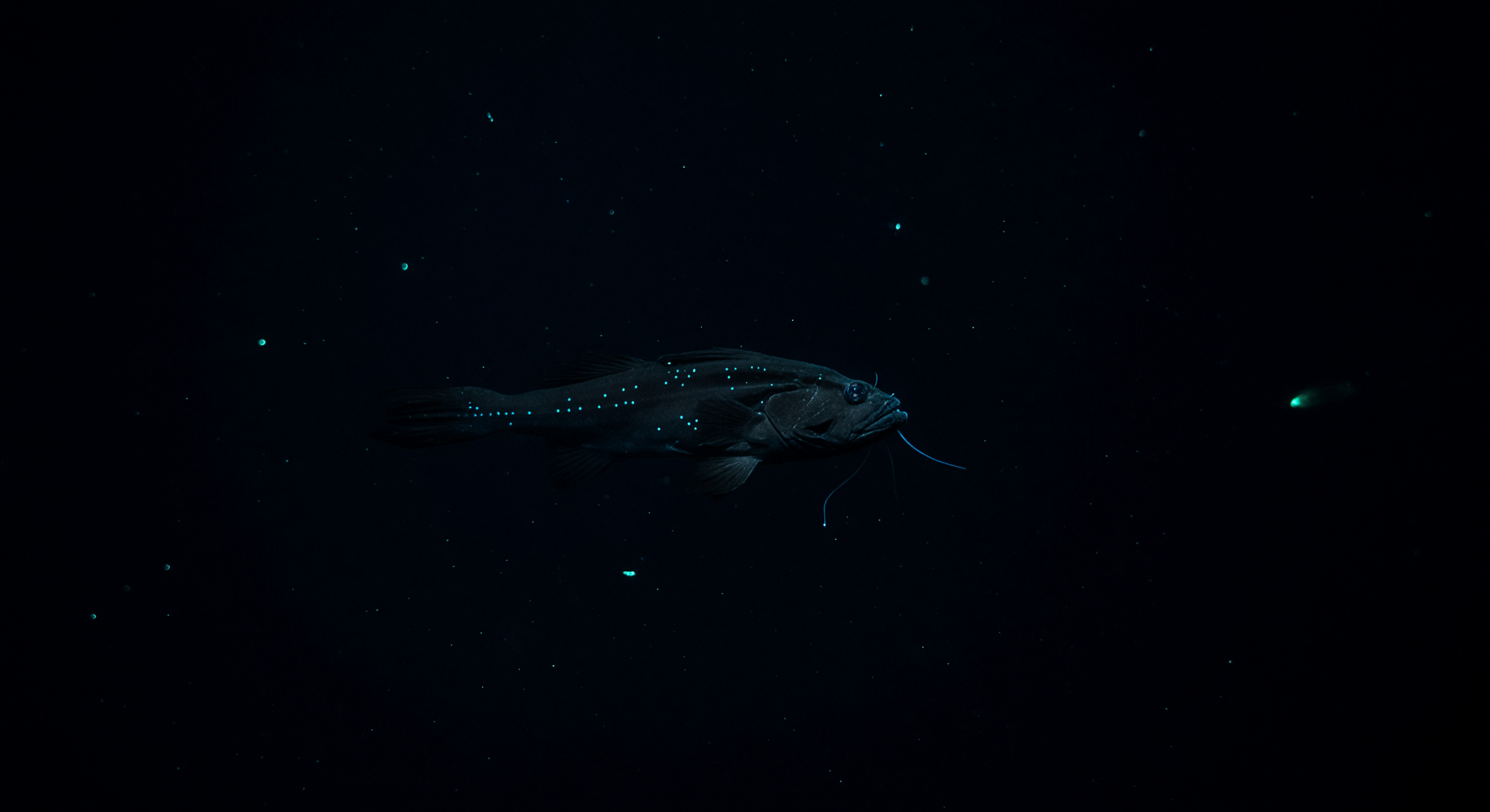 Dragonfish Private Signal