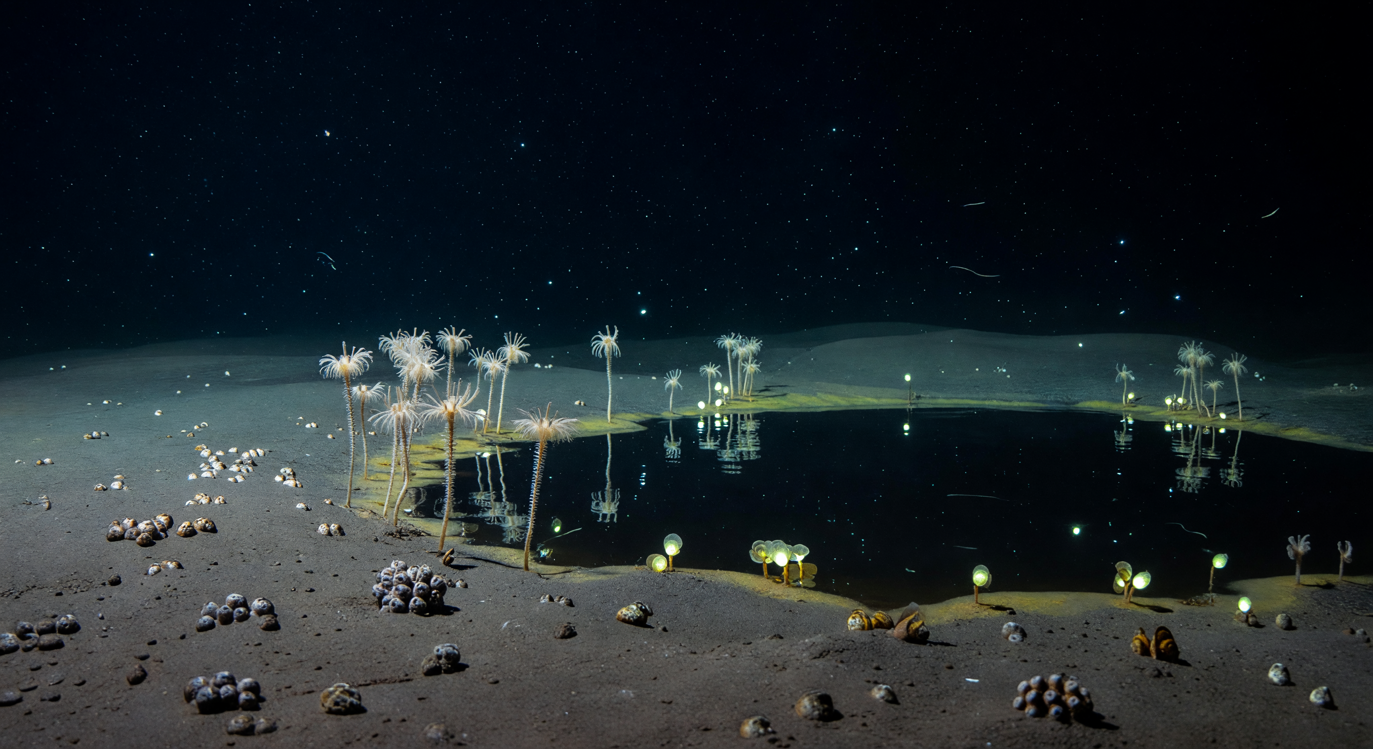 Crinoides Más Allá de la Salmuera