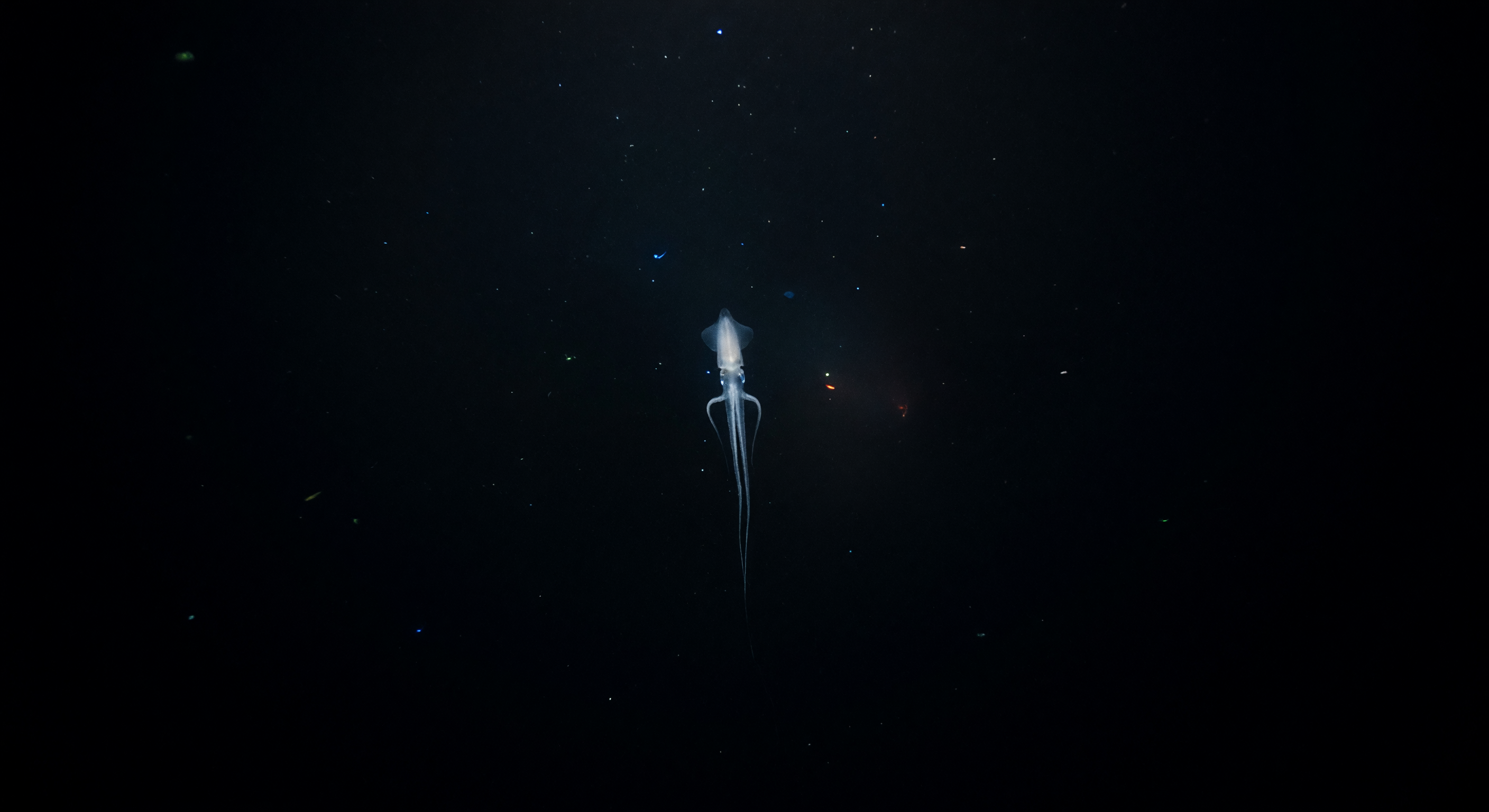 Descenso de Filamentos Magnapinna