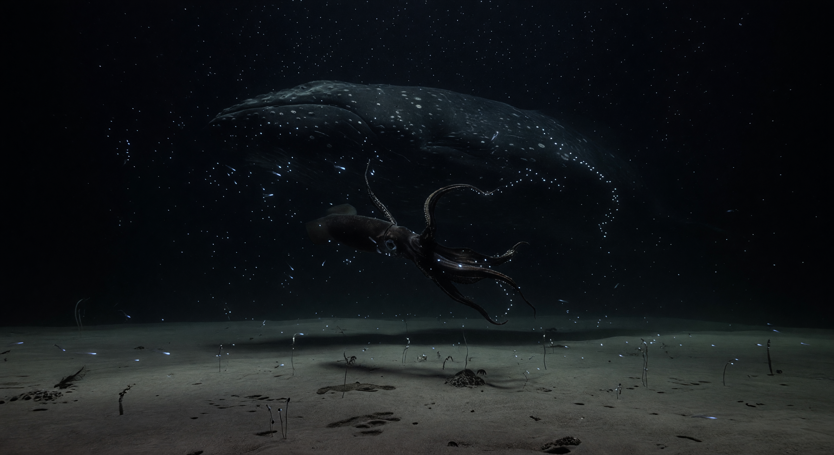 Llanura de crinoides bajo batalla