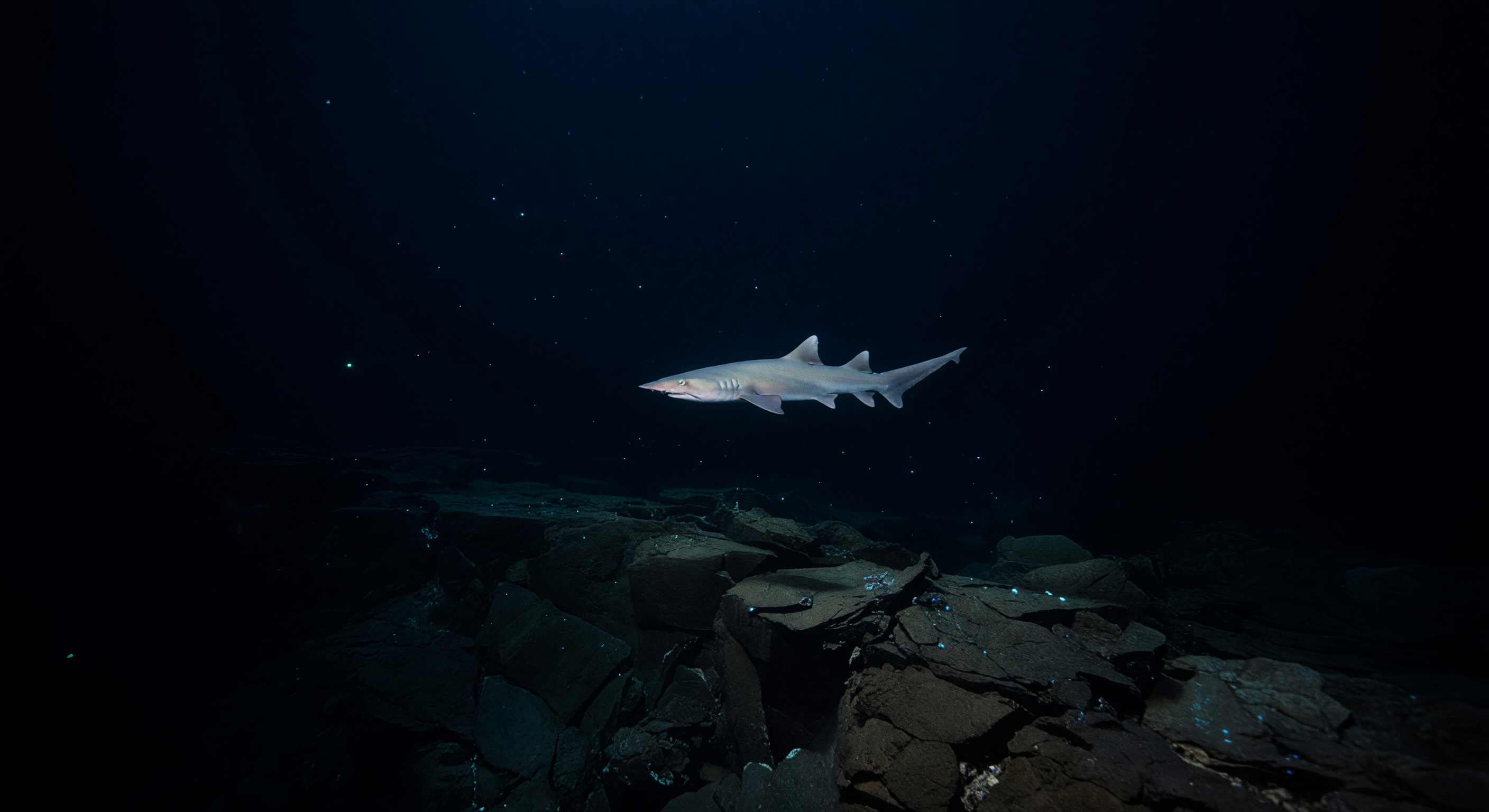 Penumbra del Tiburón Duende