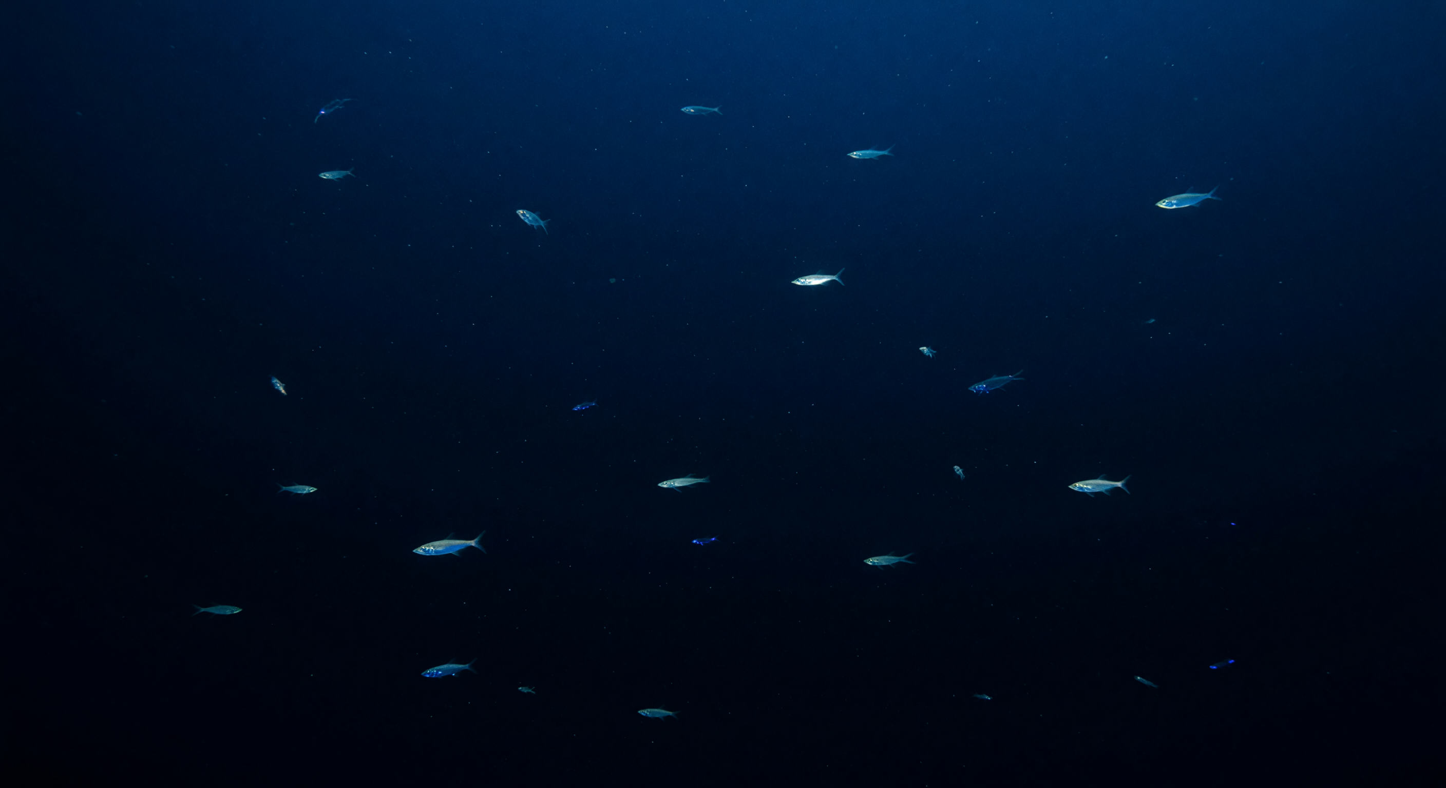 Primeros Destellos Ventrales