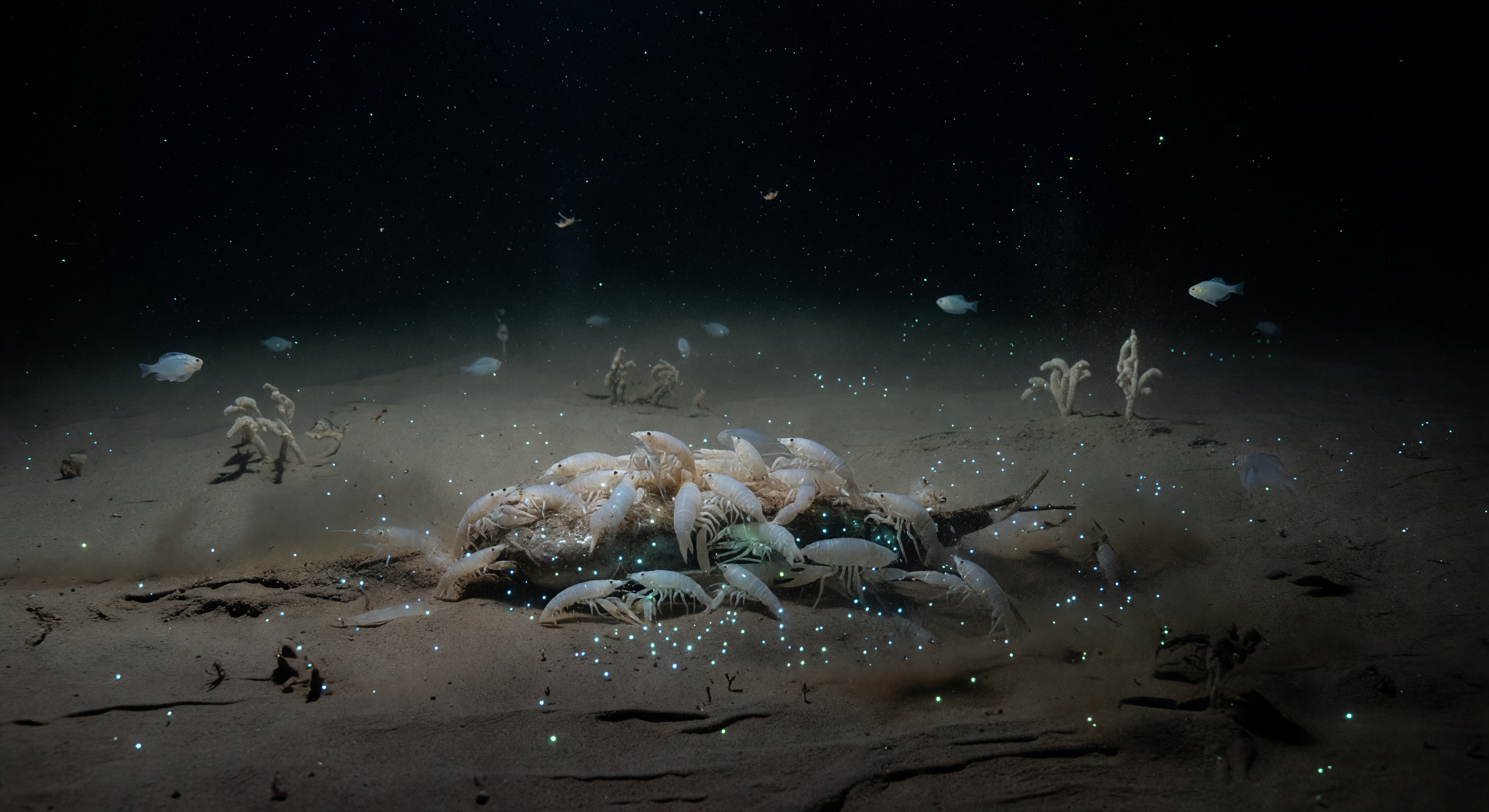 Amphipodes sur Carcasse