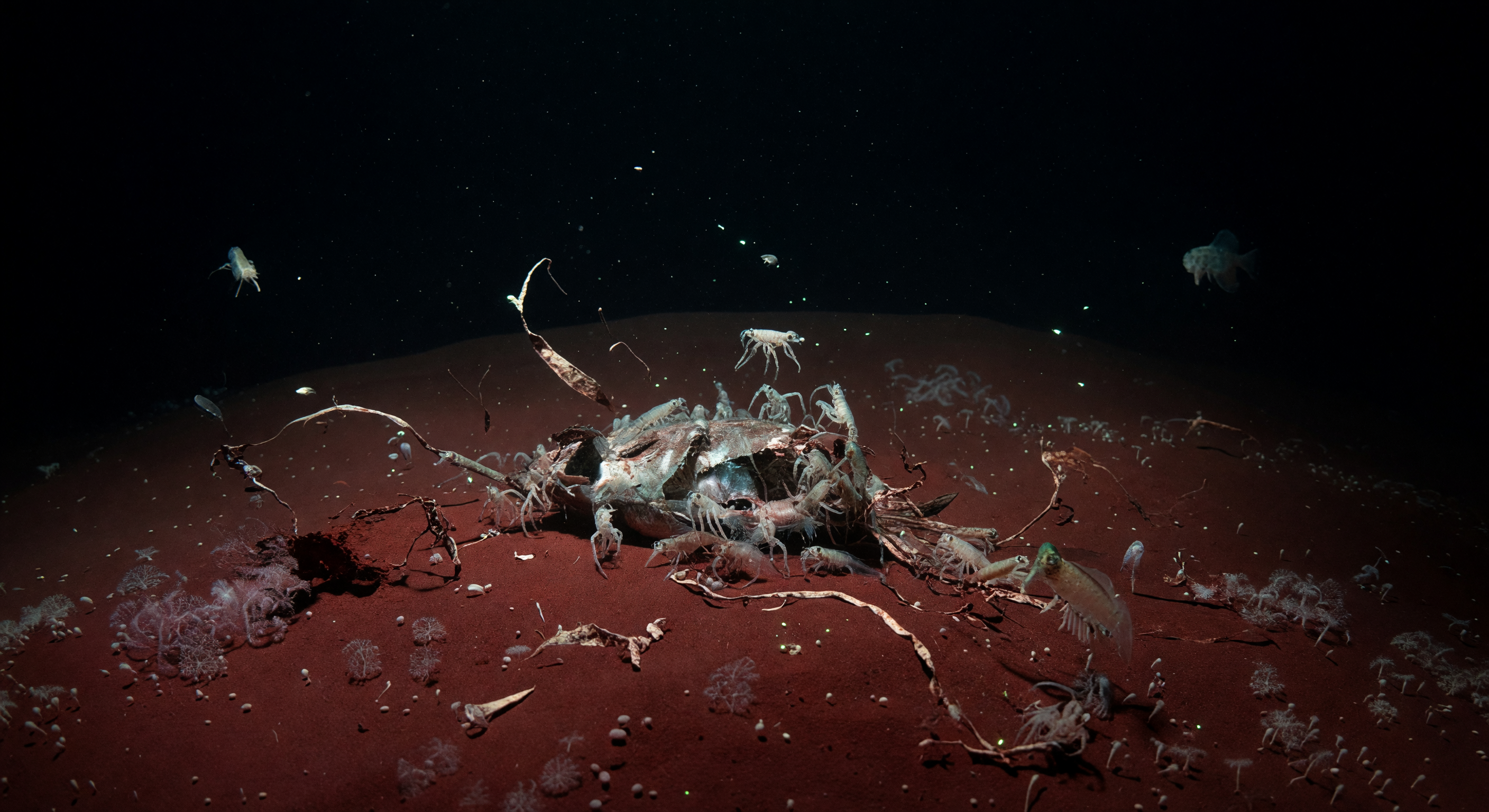 Amphipodes sur Chair Tombée