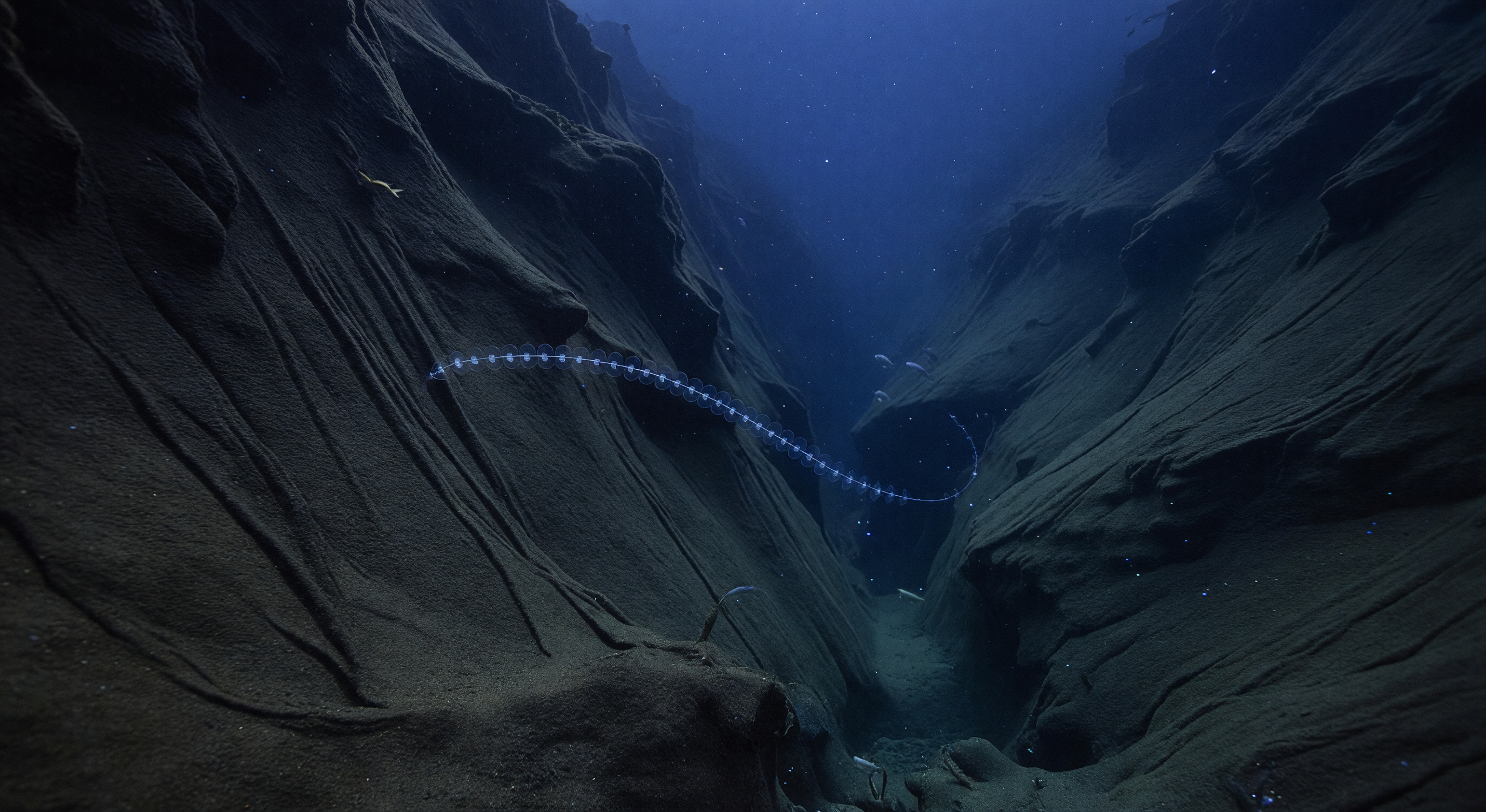 Dérive de Siphonophore en Ravin