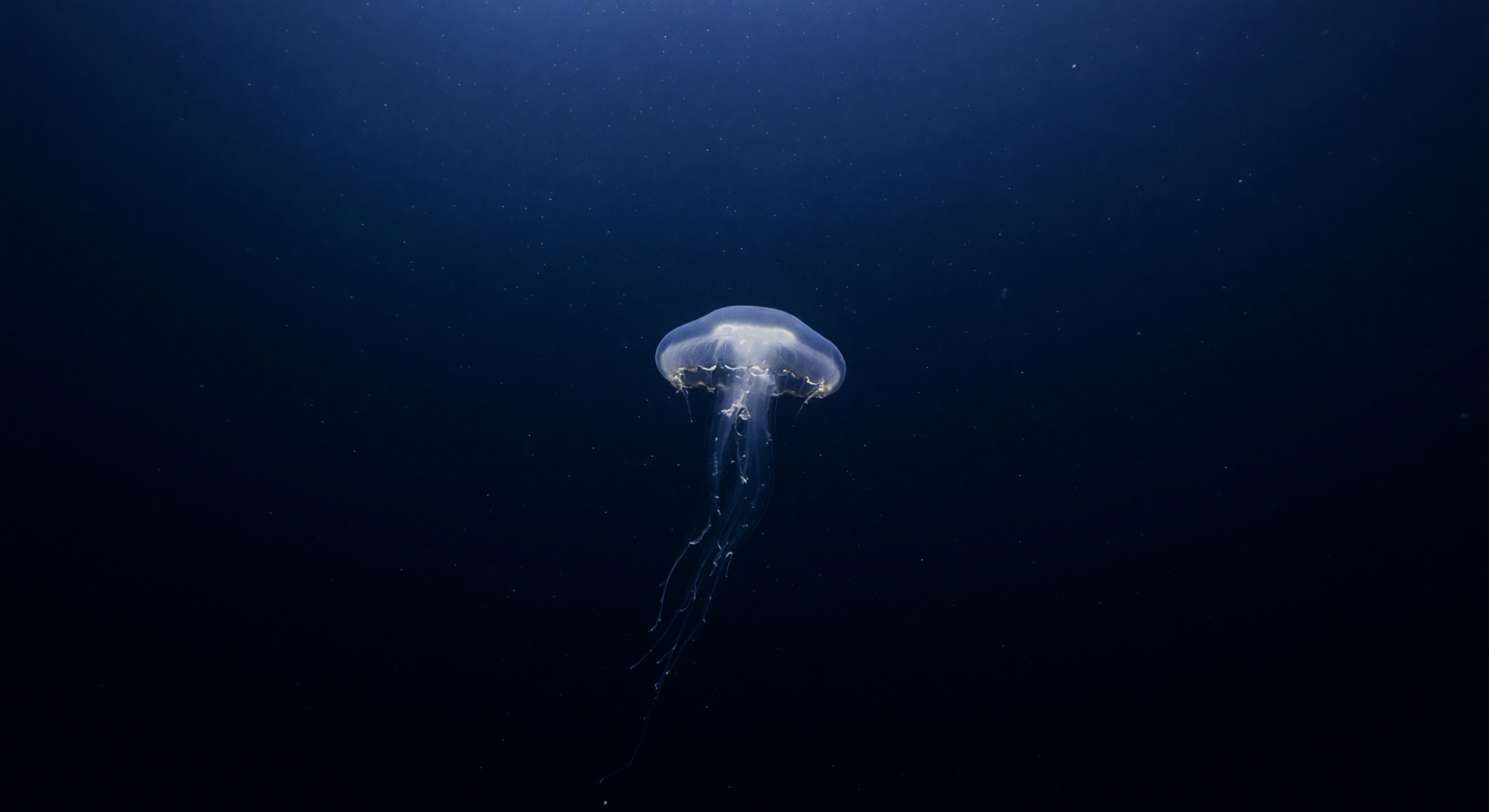 Méduse sur Eau Noire