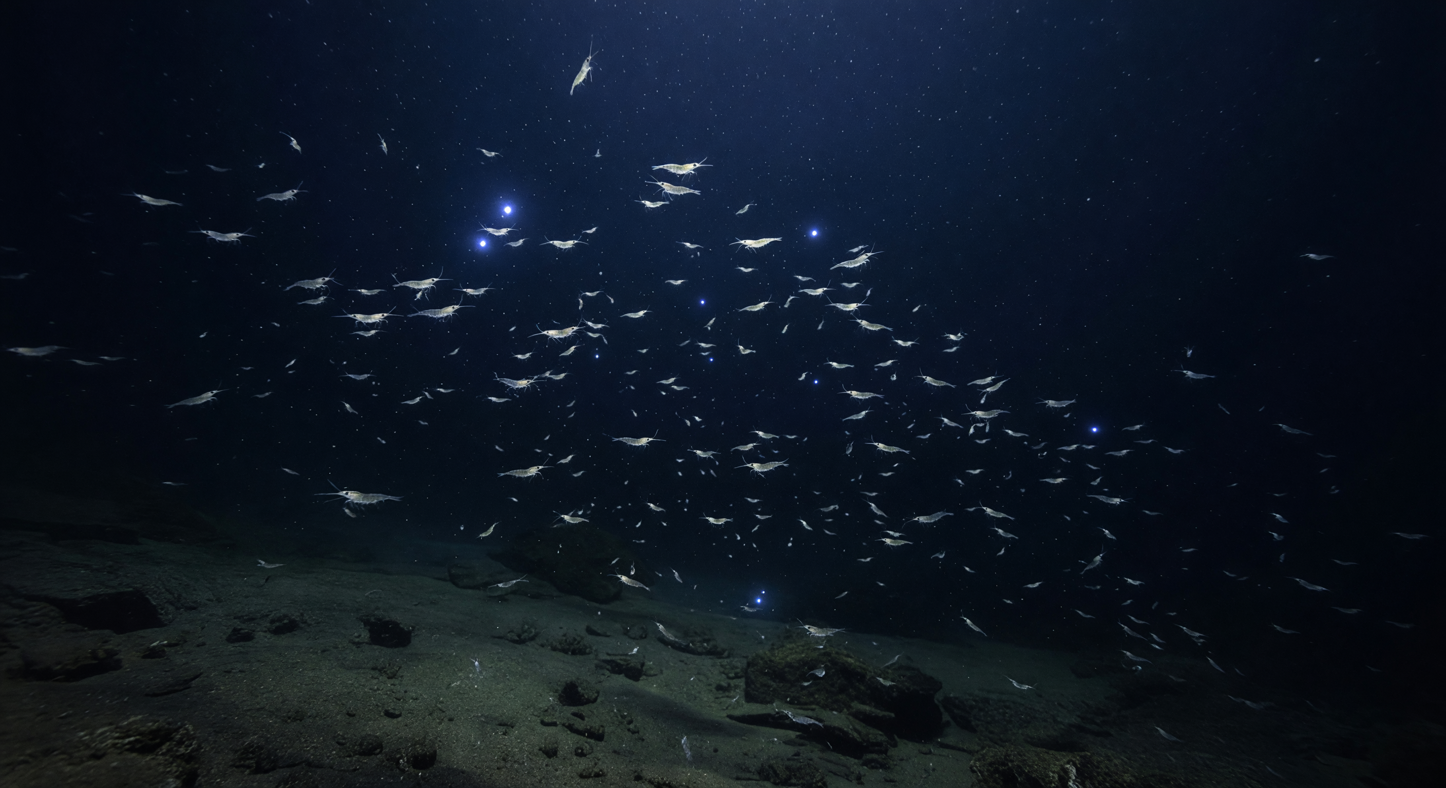 Nuage de crevettes lumineux