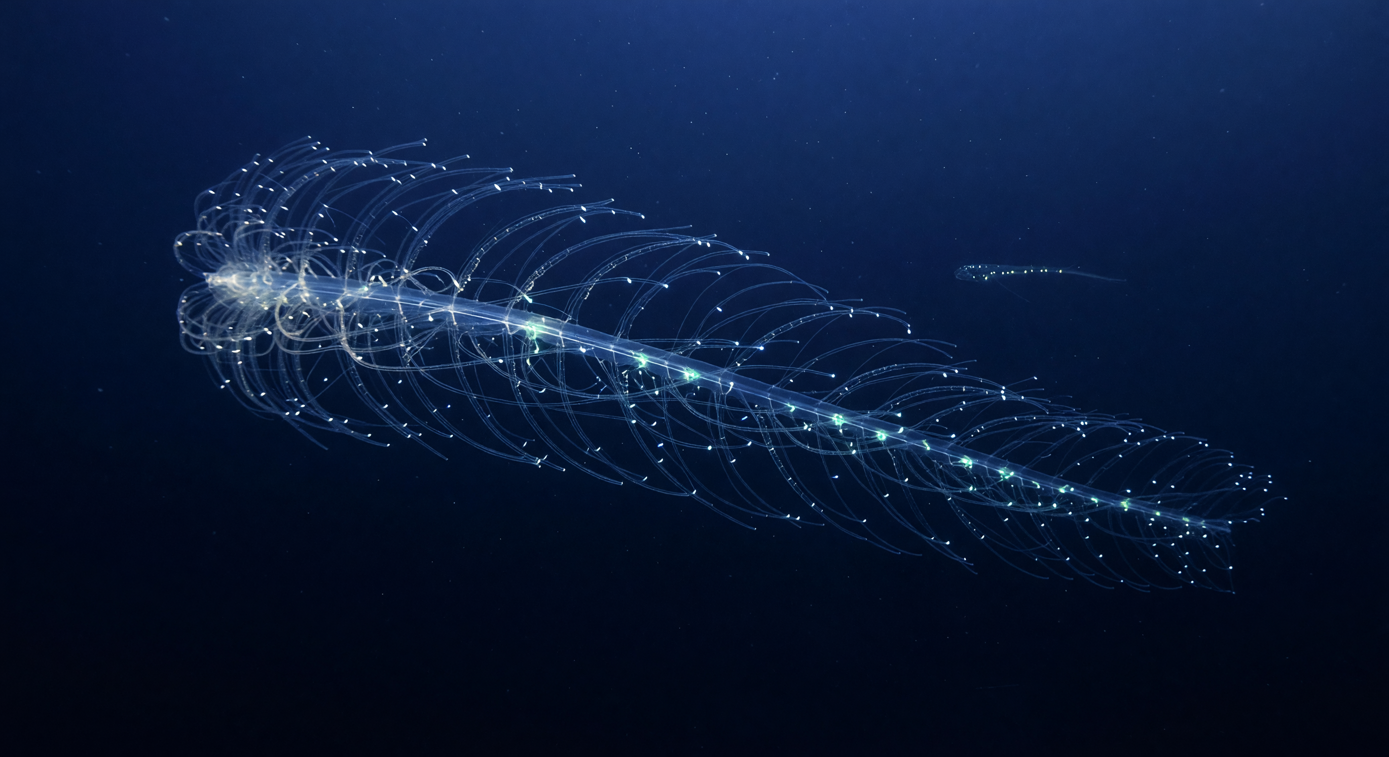 Rideau Chasseur Siphonophore