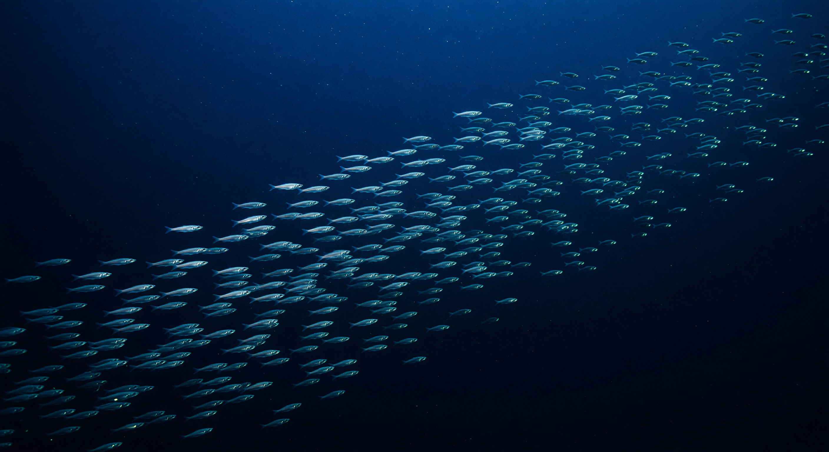 Voile de Poissons Lanternes