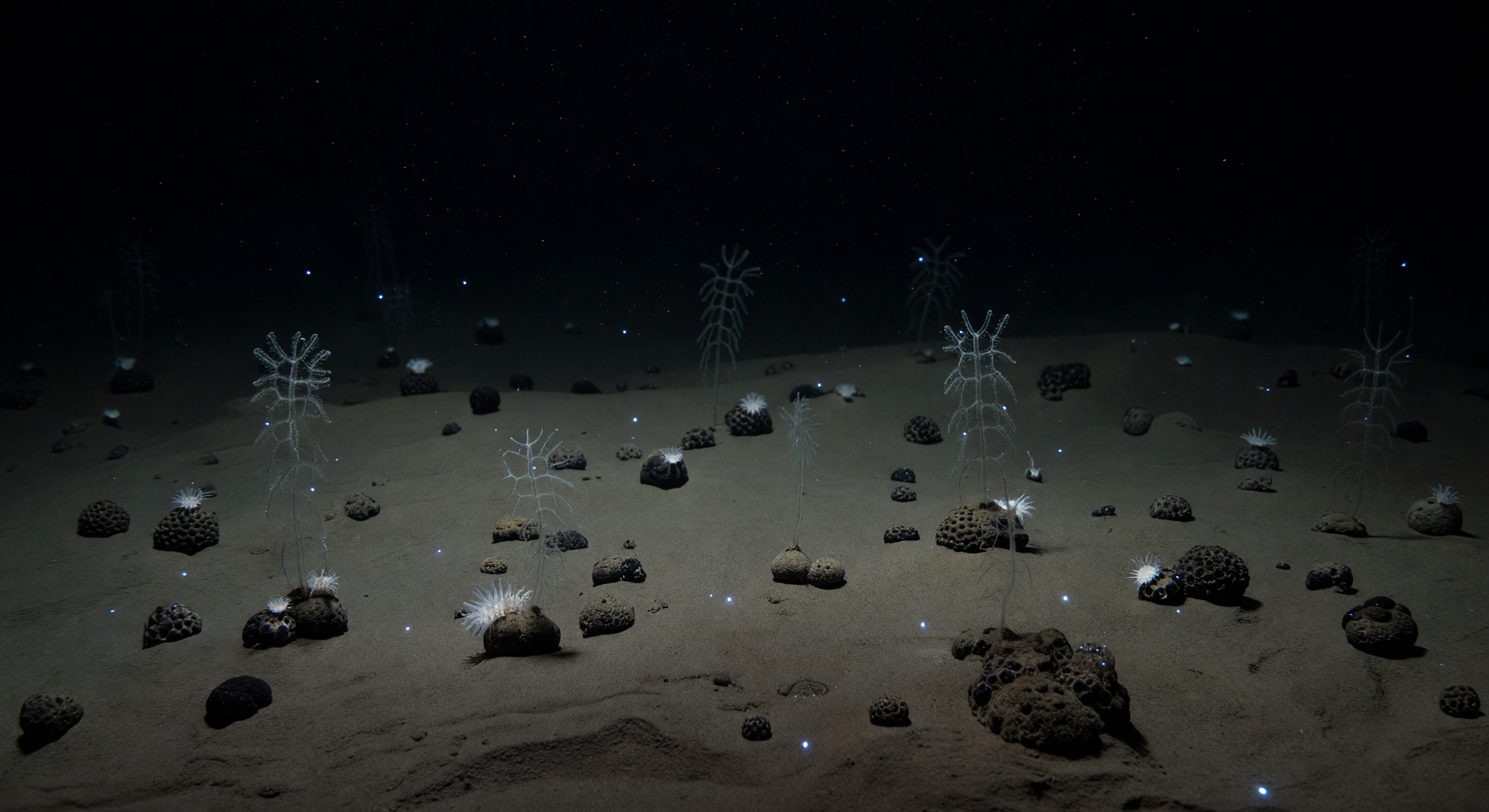 Glass Sponge Outliers