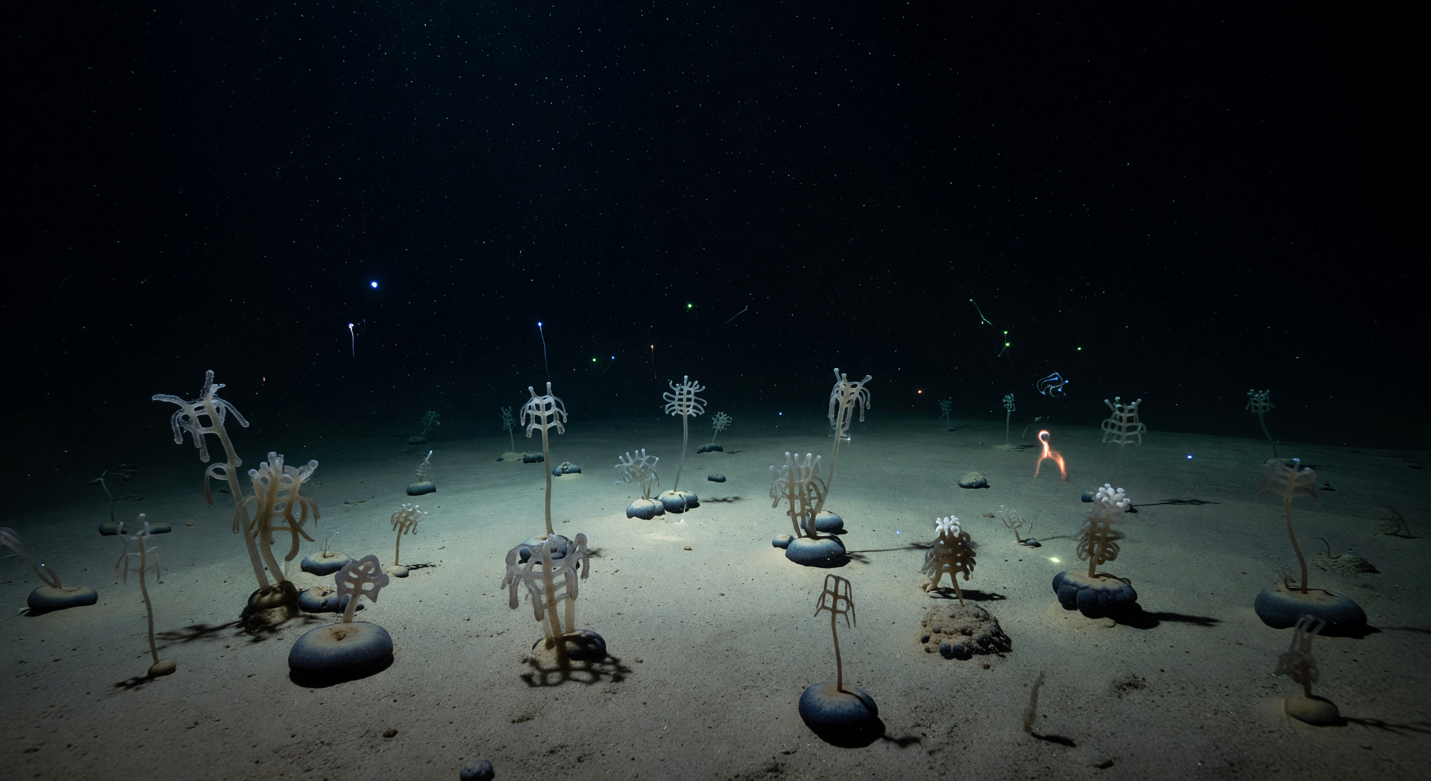Glass Sponge Shadow Plain