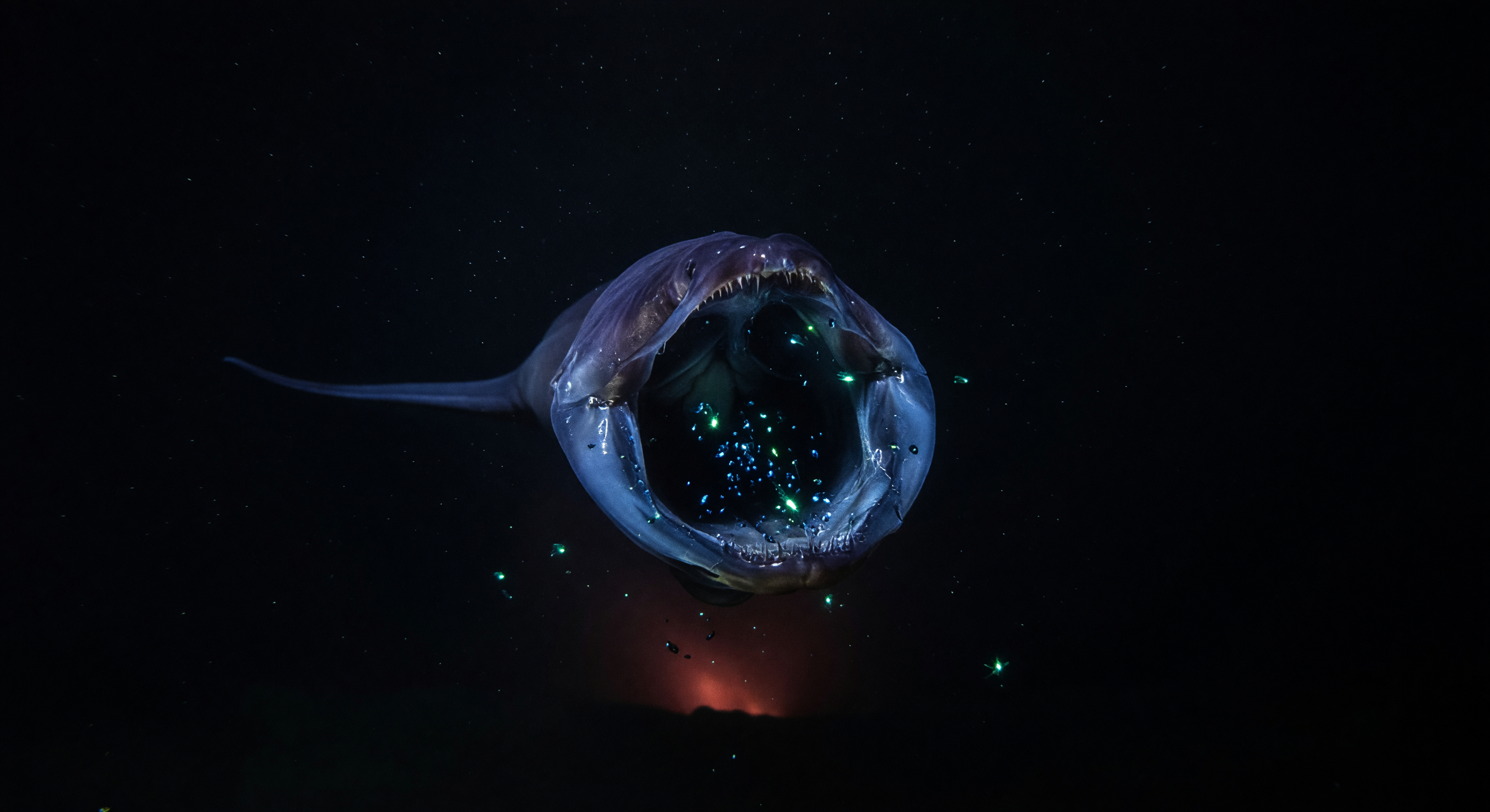 Gulper Mouth Expansion