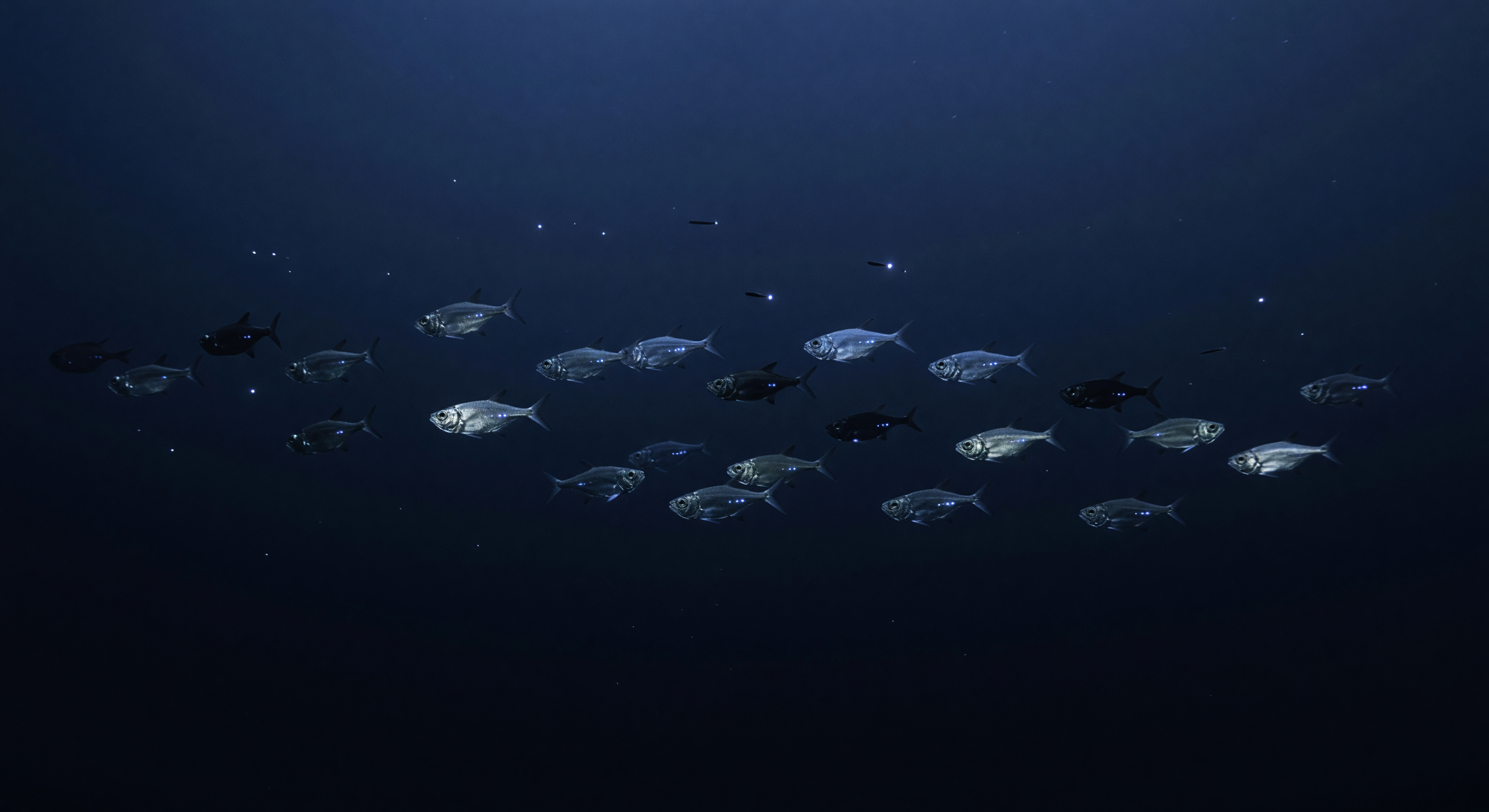 Hatchetfish Mirror Layer