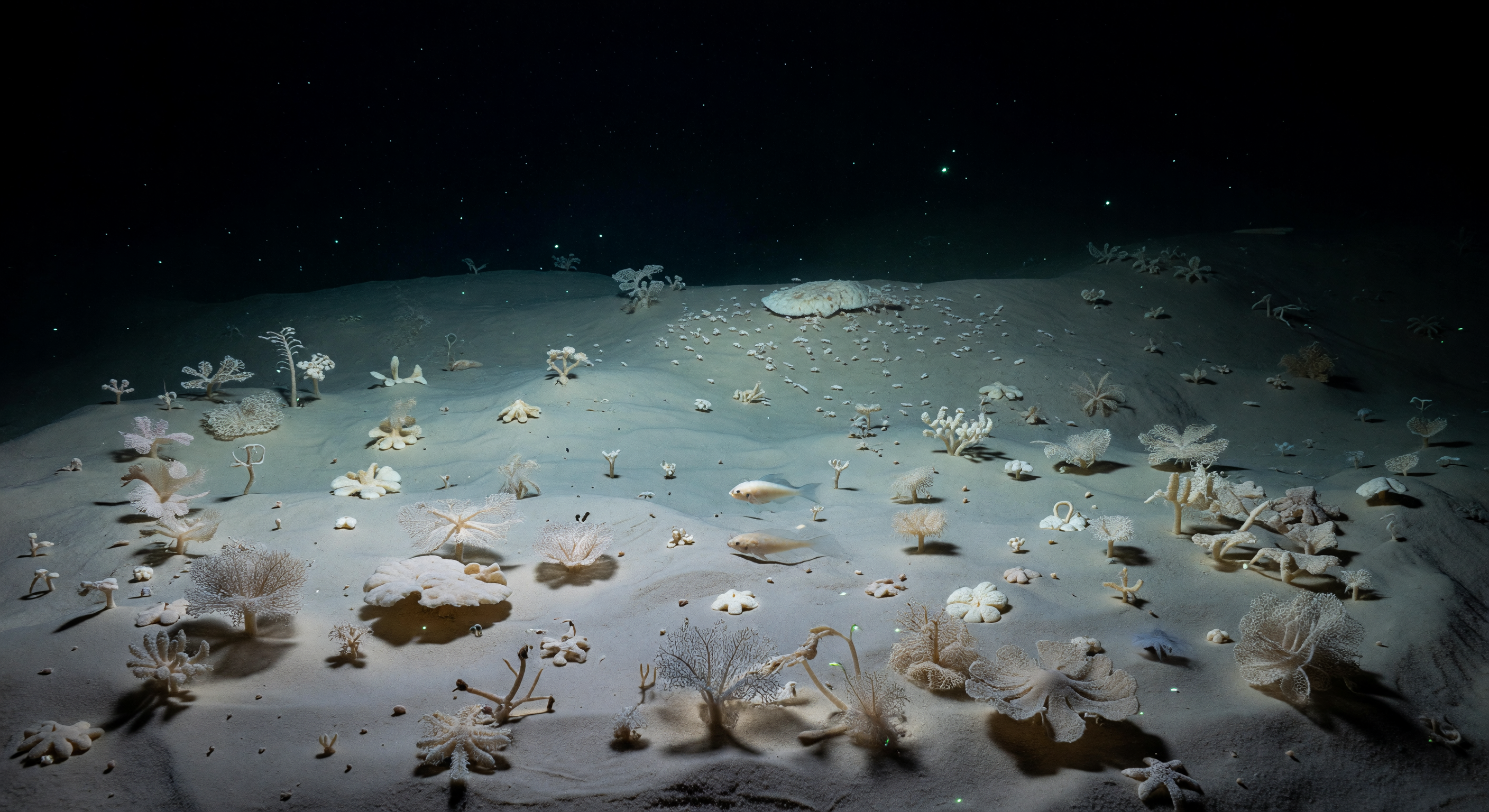 पीली मिट्टी पर जालकारी