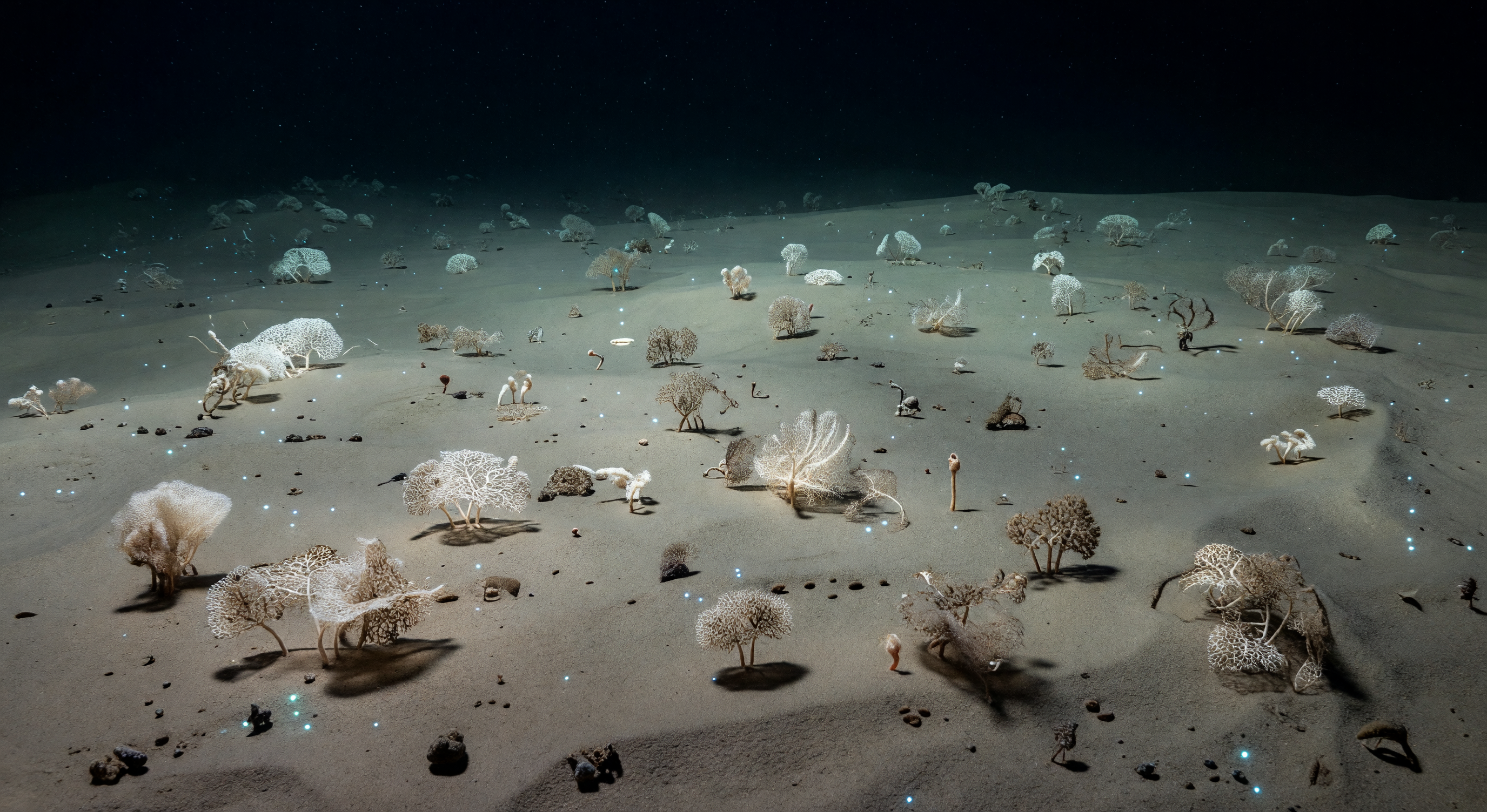 रसातल फीता क्षेत्र