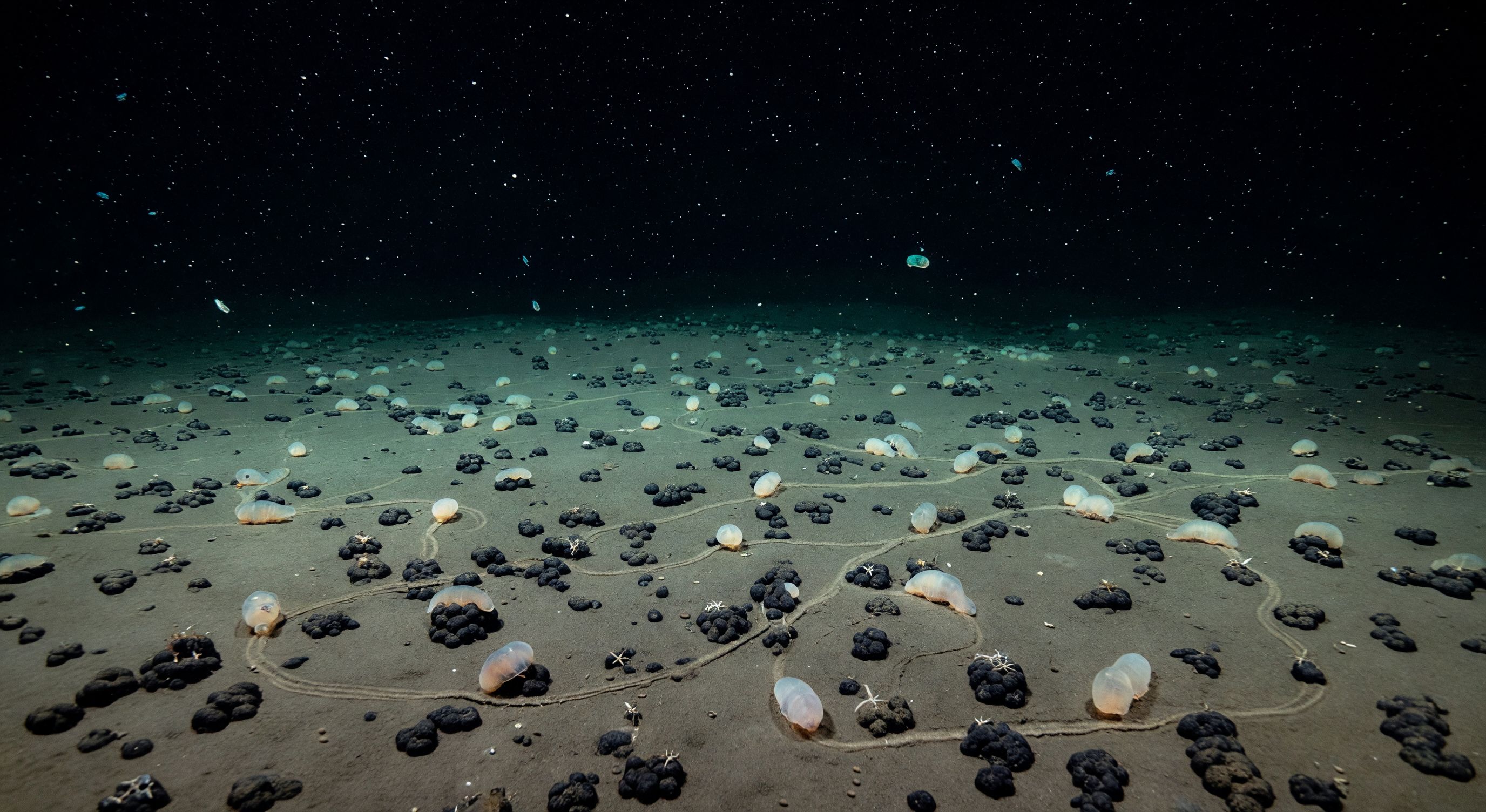 Holothurian Feeding Garden