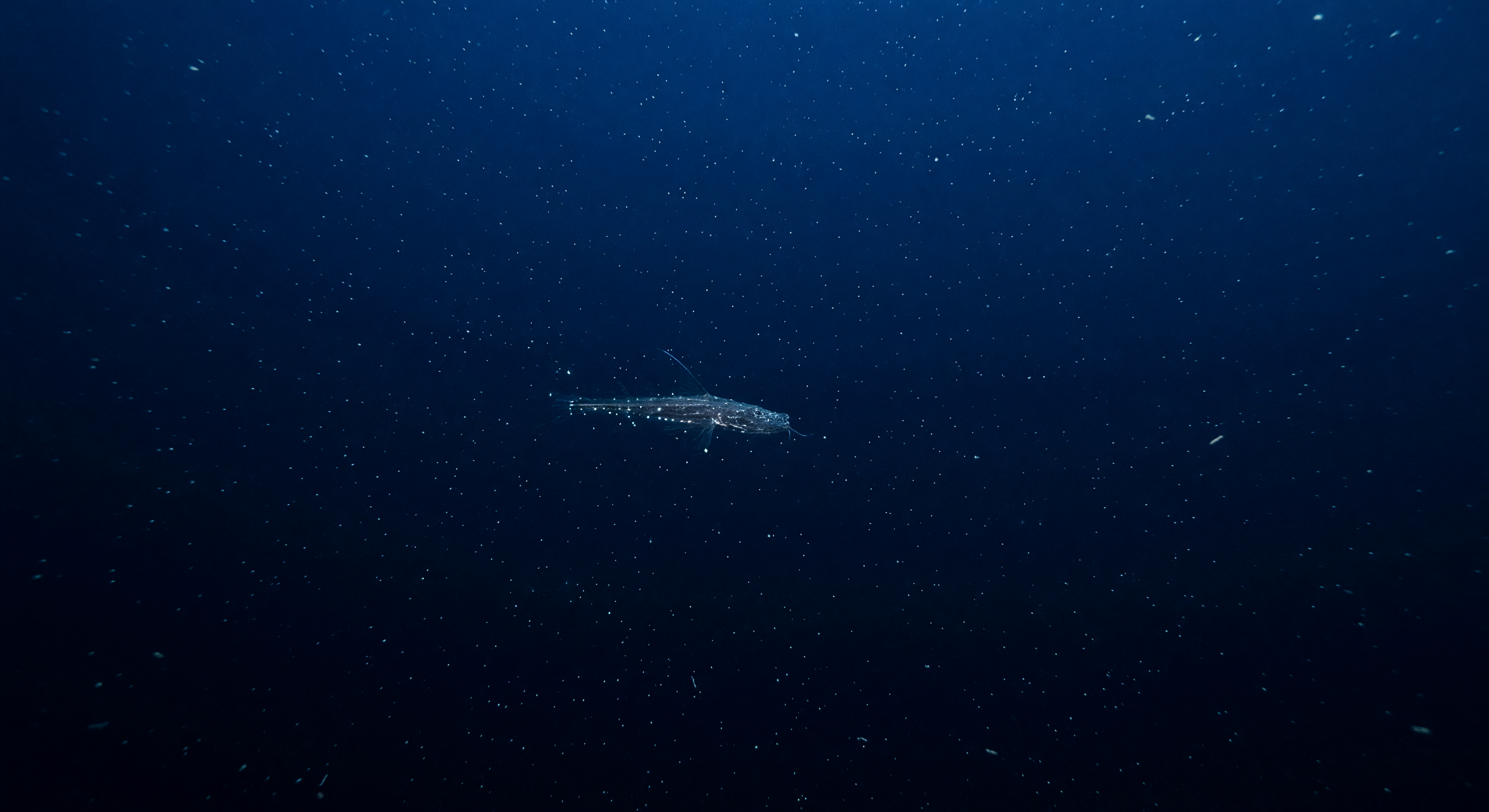 Alone di Neve Marina