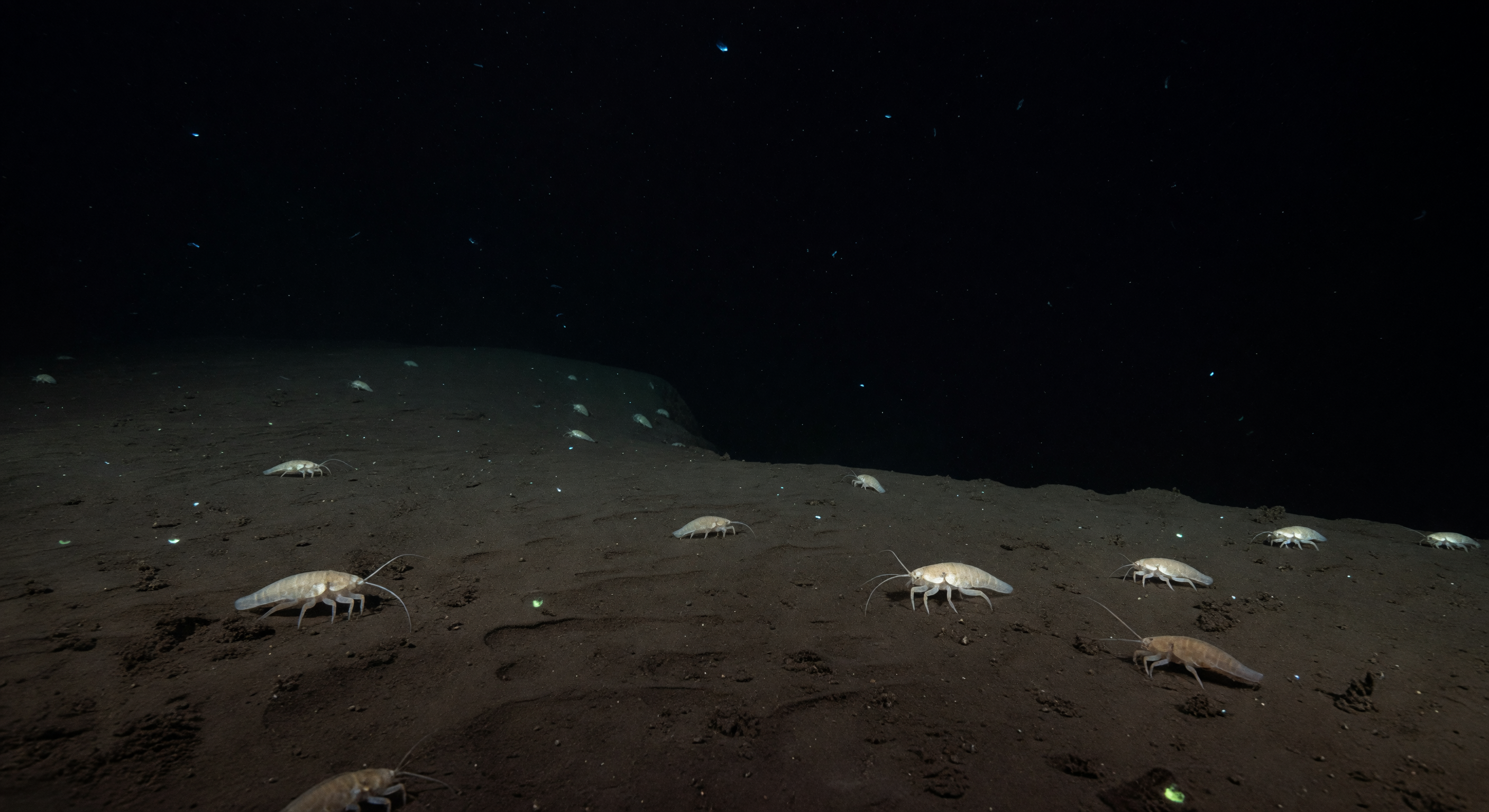 Attraversatori della pianura