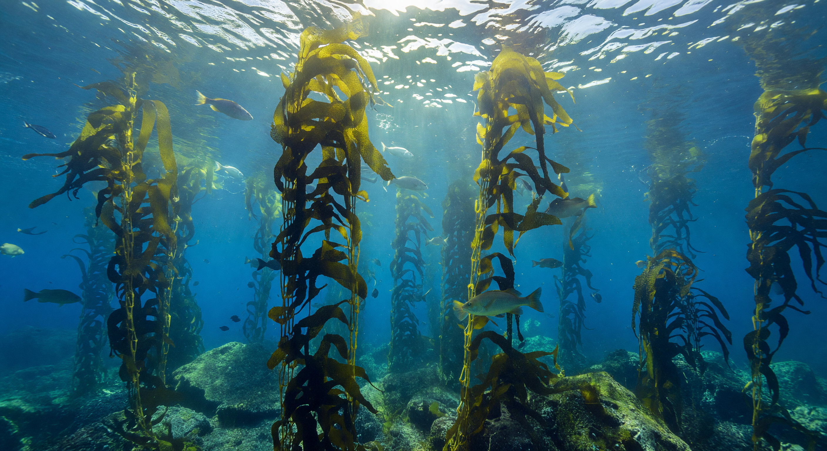 Colonne della cattedrale di kelp
