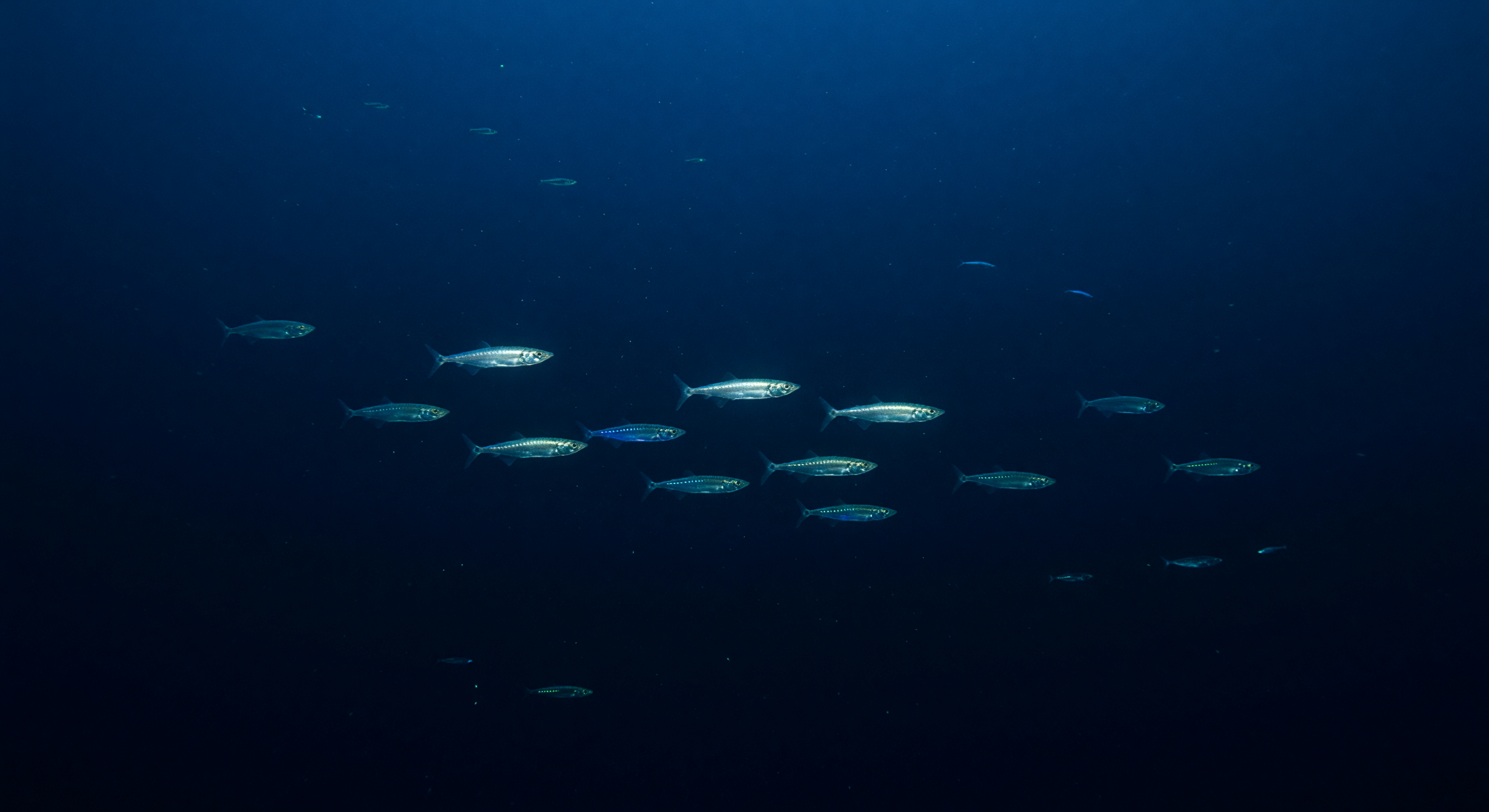 Deriva Specchio Pesce Ascia